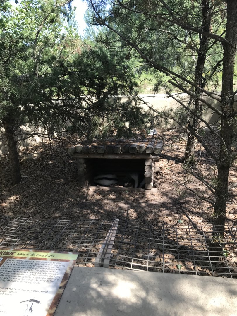 “North America”- striped skunk exhibit