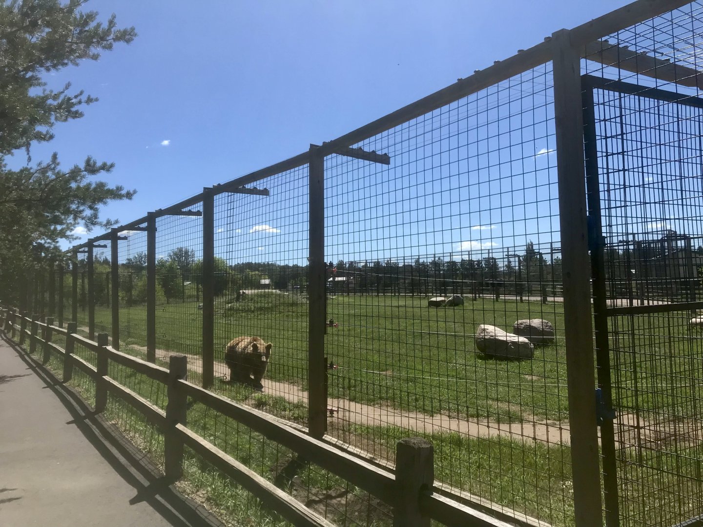 “North America” - Syrian(?) Brown Bear Exhibit