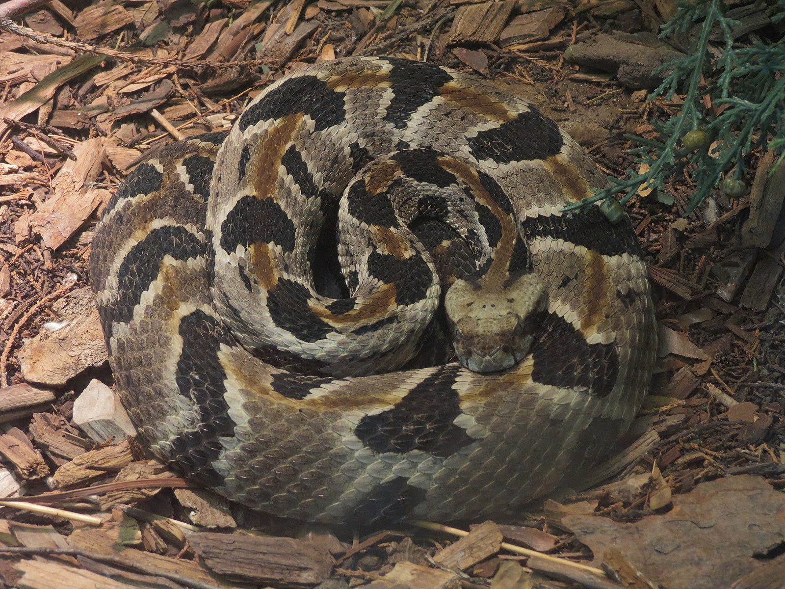 North America - Timber Rattlesnake