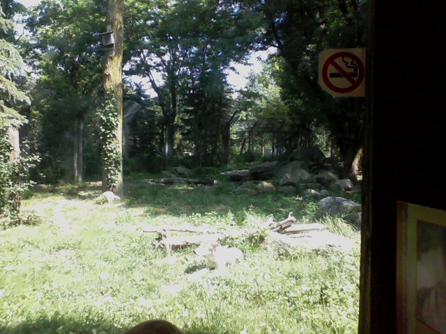 North America- Timber wolf exhibit