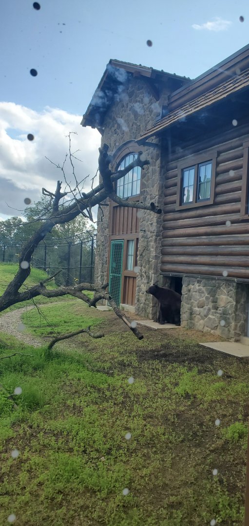 North America Trek: Black Bear