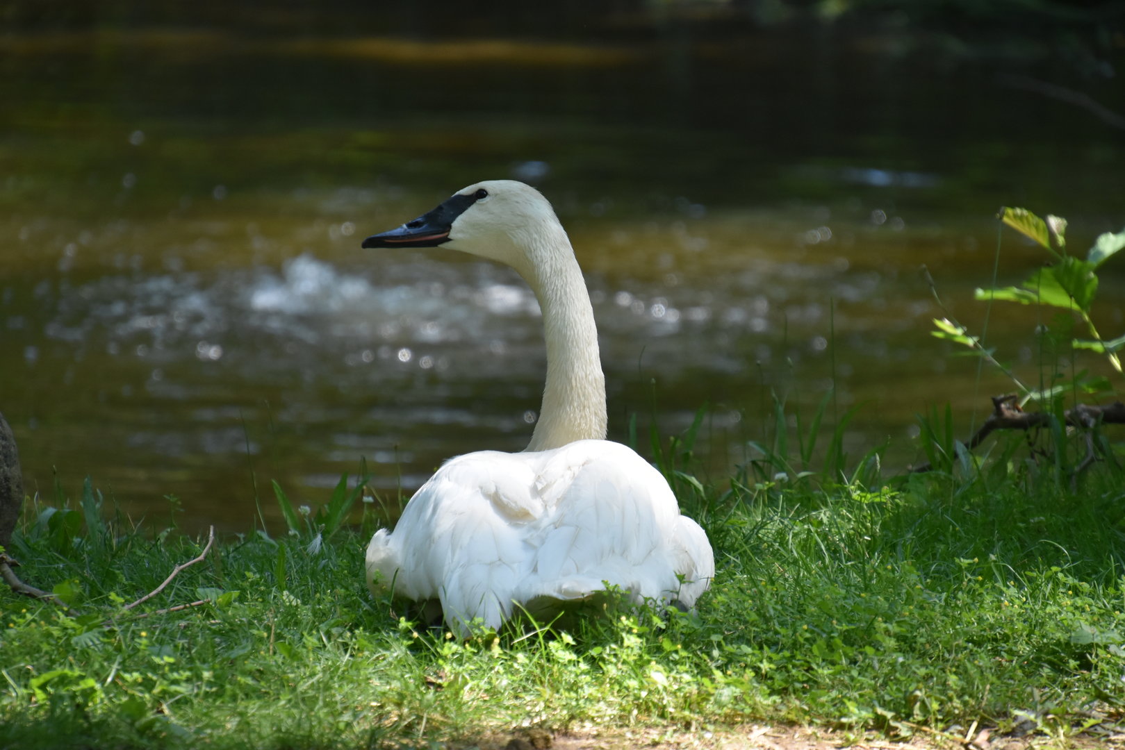 North America  - Trumpeter Swan