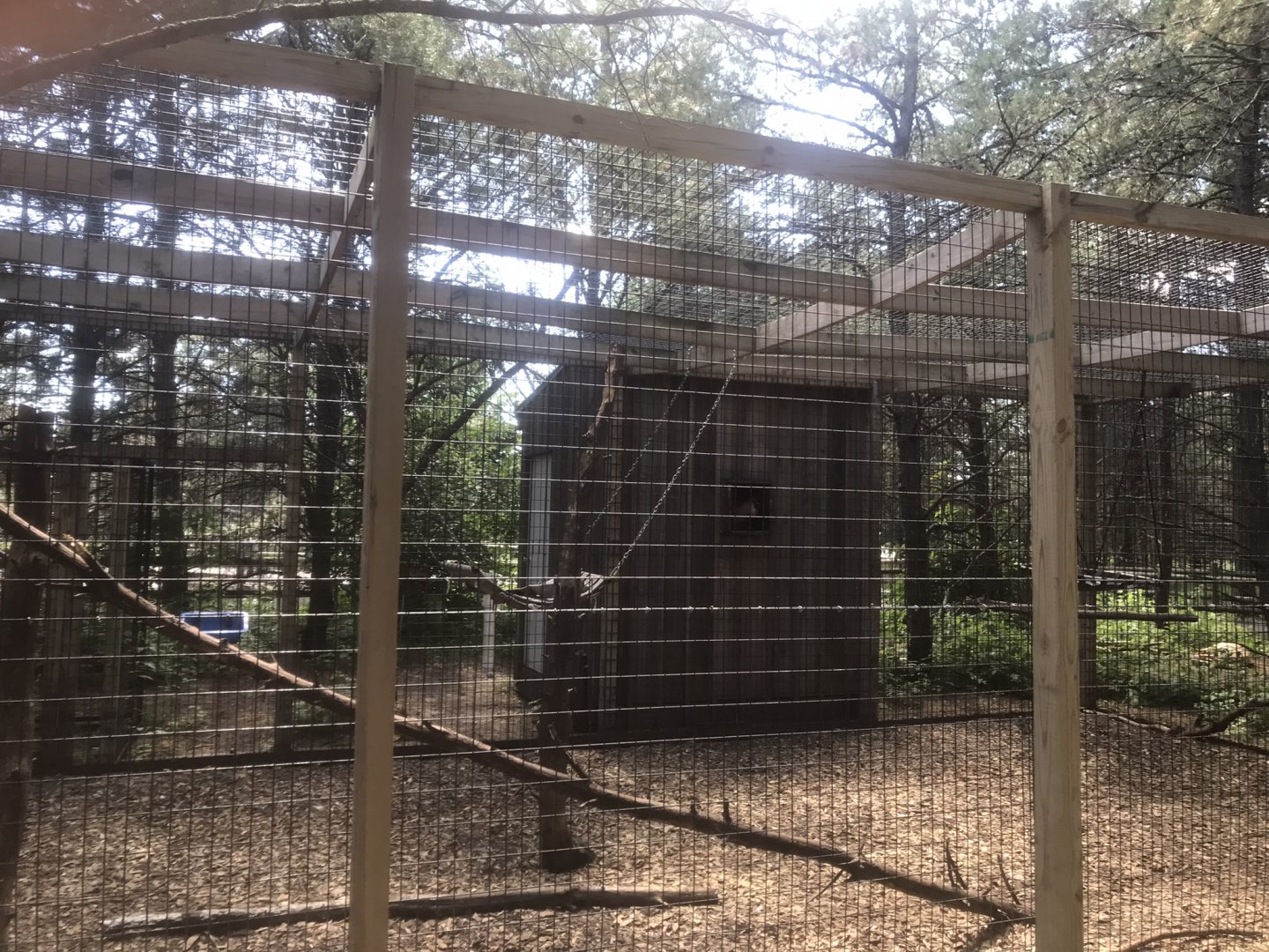 “North America” Tufted Capuchin Exhibit