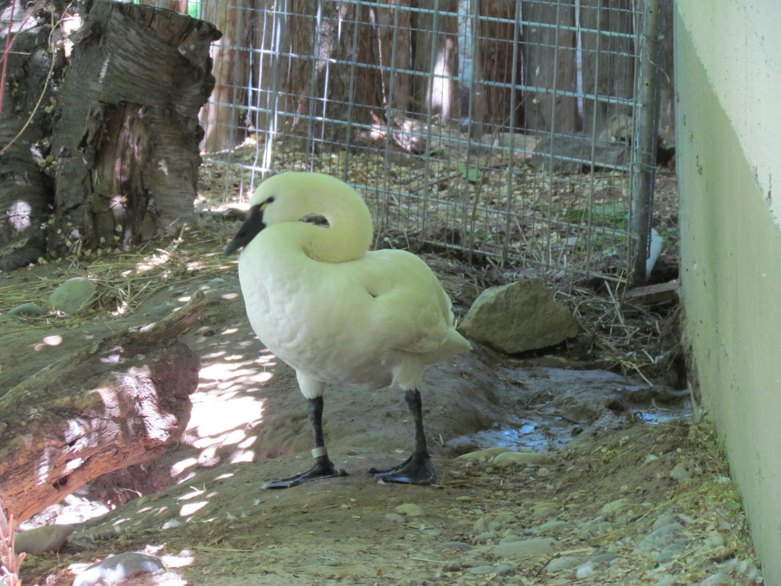 North America -Tundra Swan