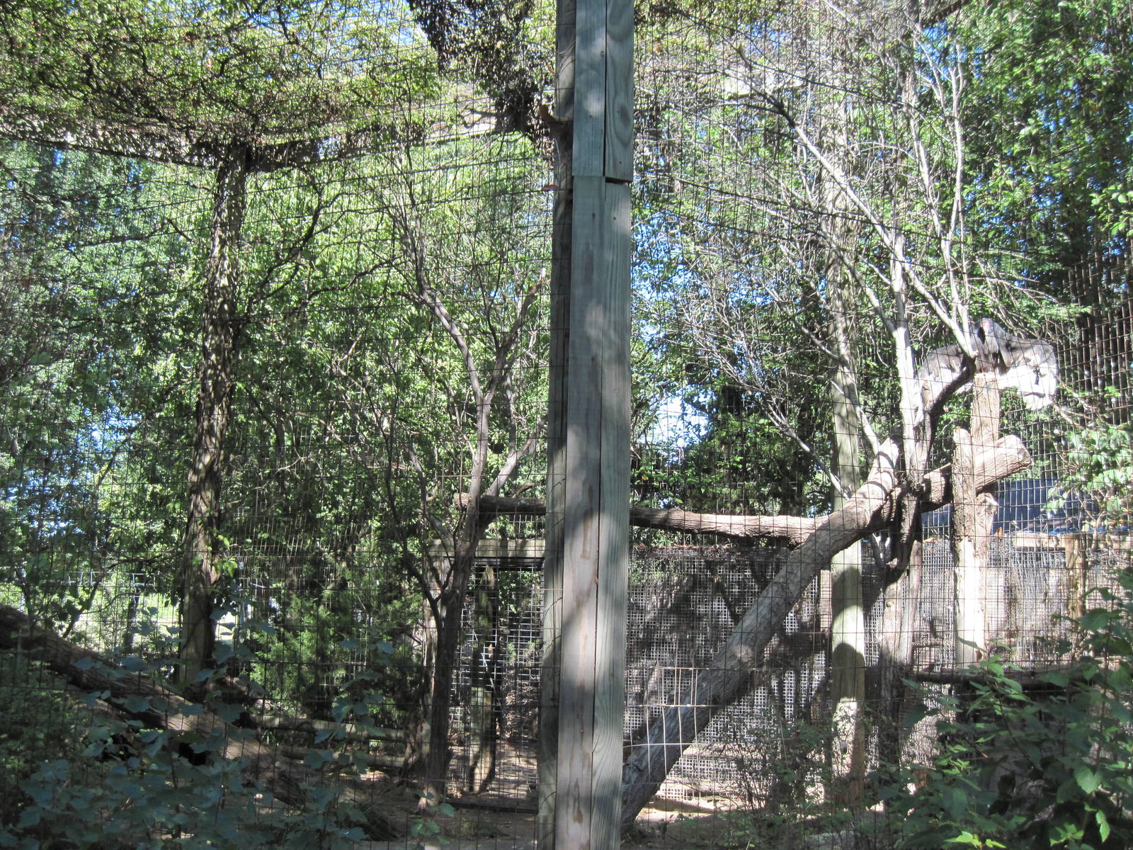 North America-Turkey Vulture Exhibit