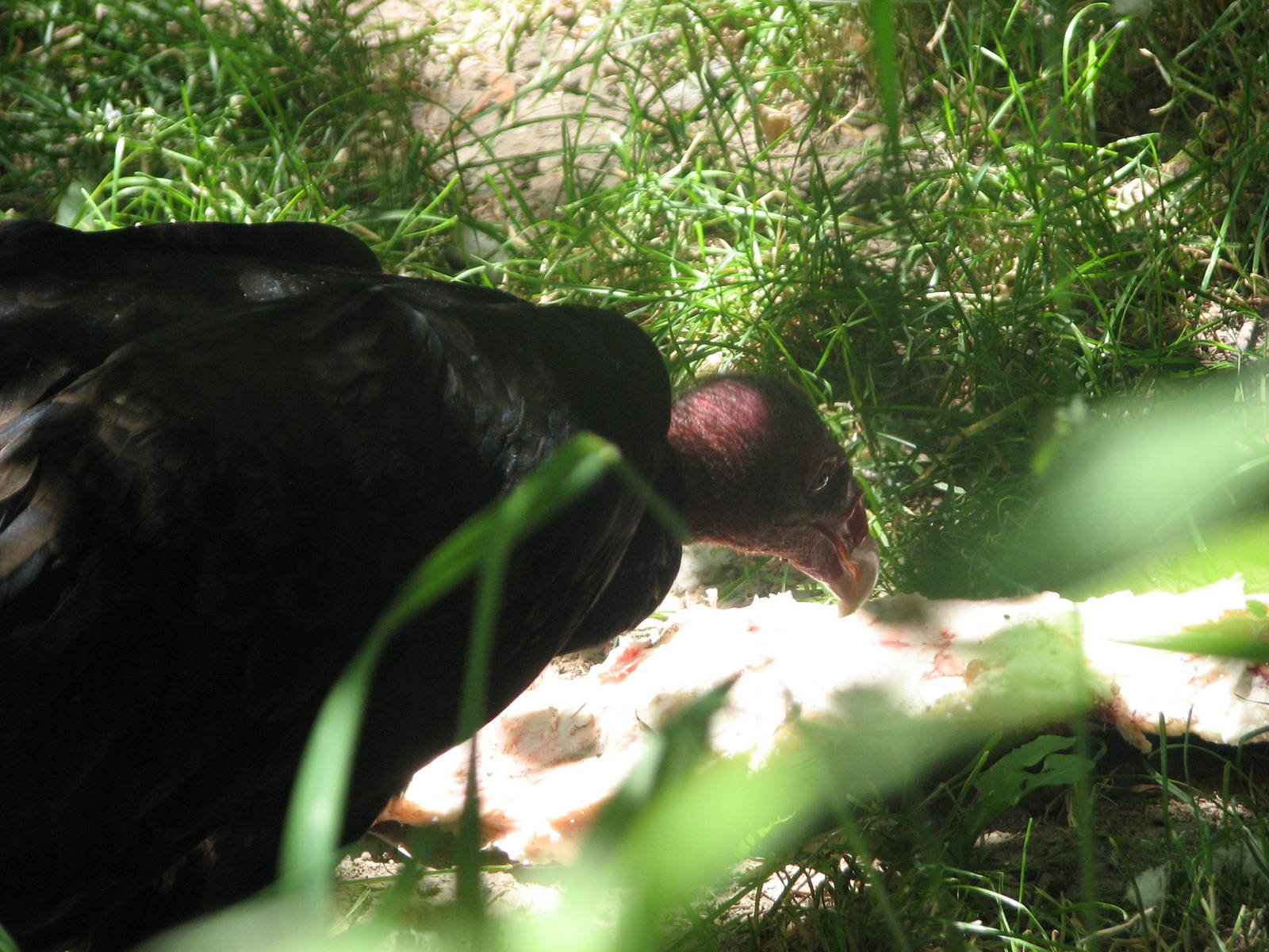 North America - Turkey Vulture