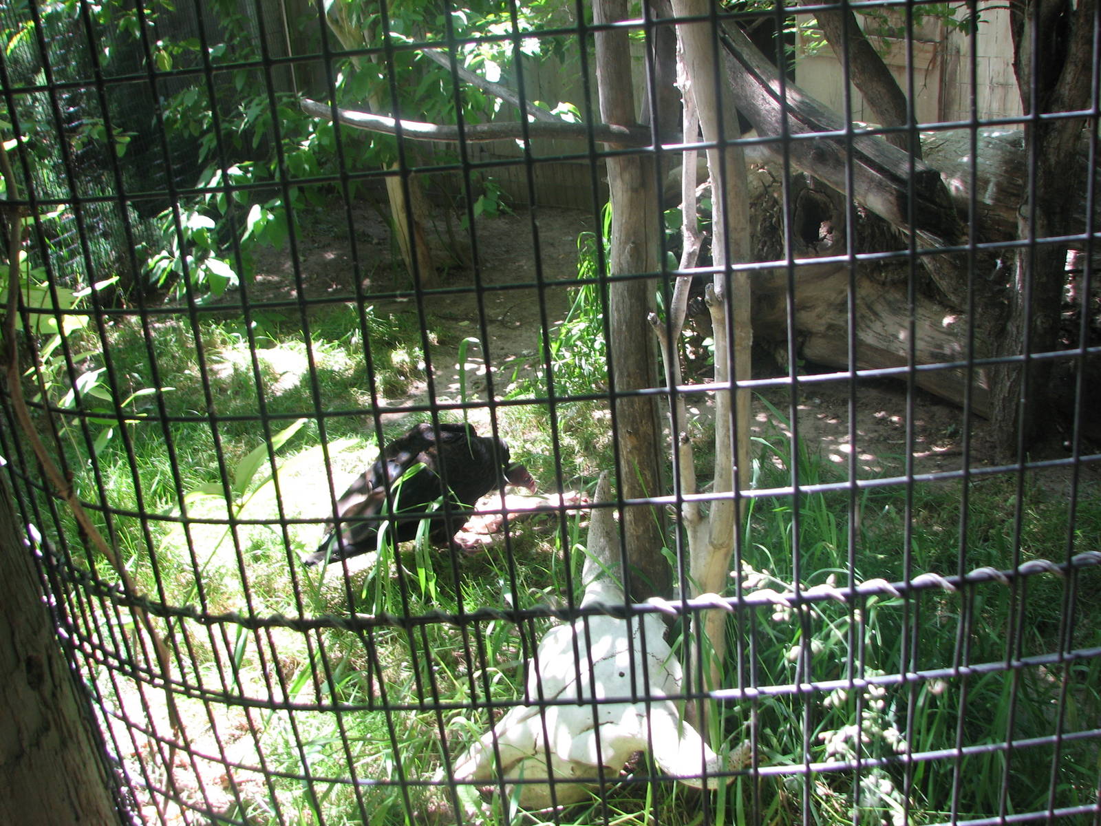 North America - Turkey Vulture