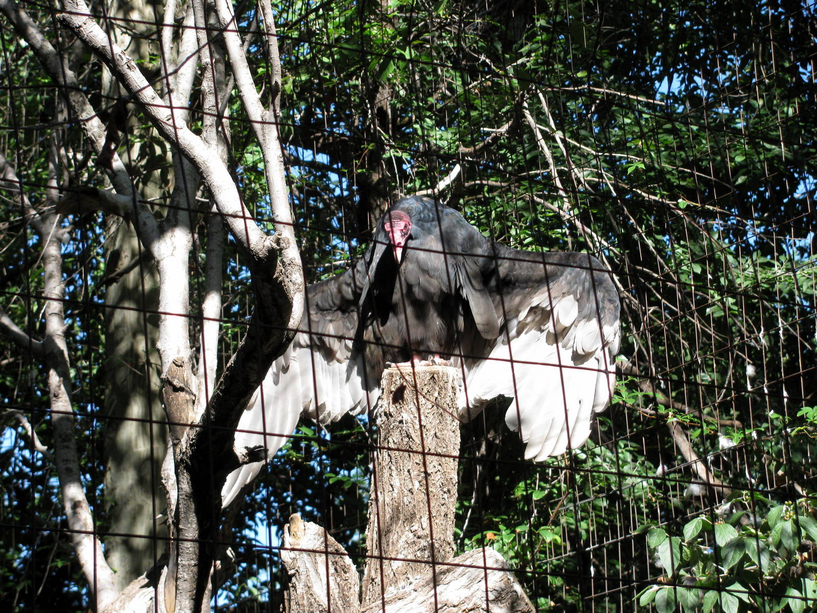 North America-Turkey Vulture