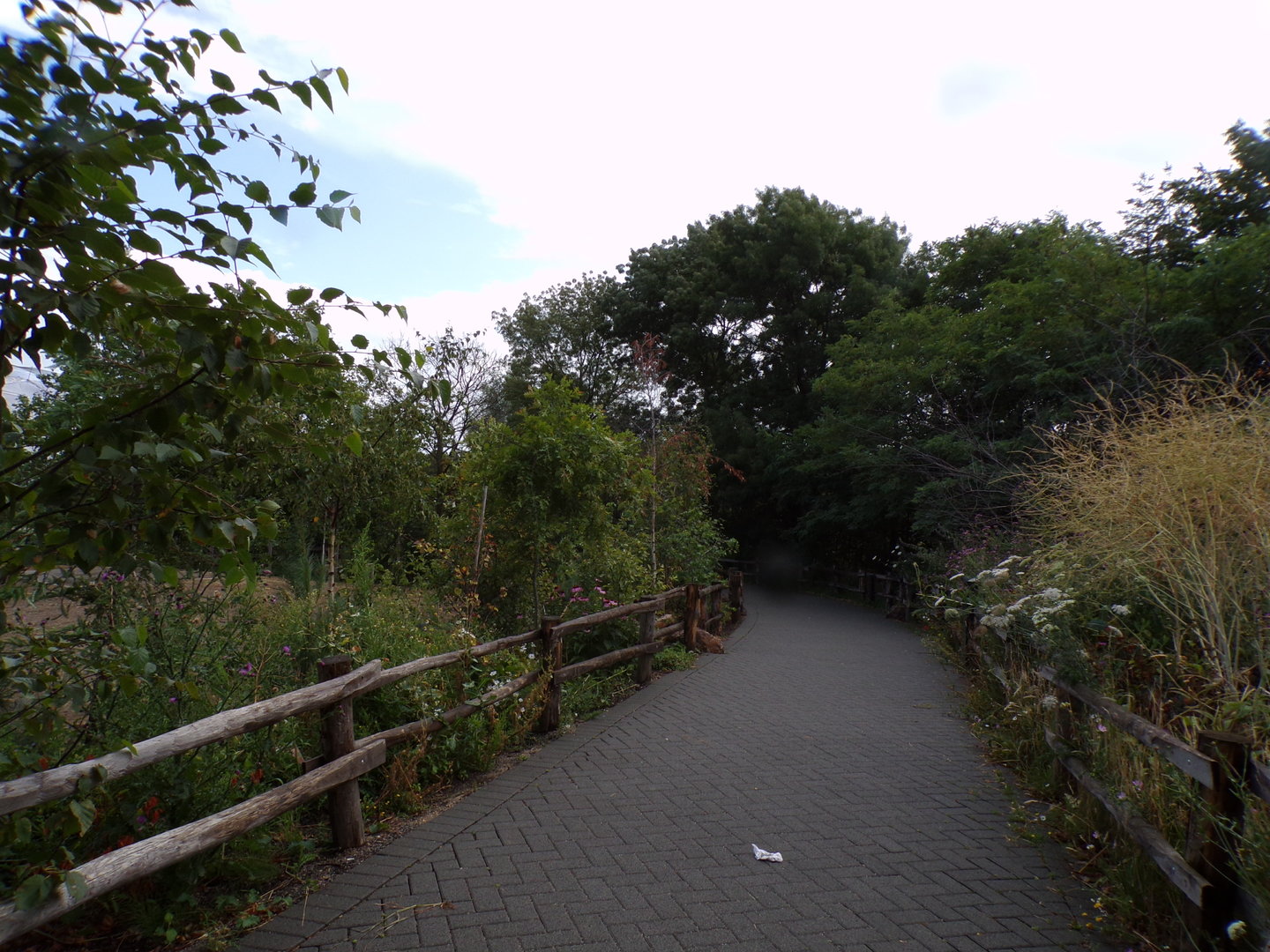North America- view from Bison enclosure to the park 13.7.23