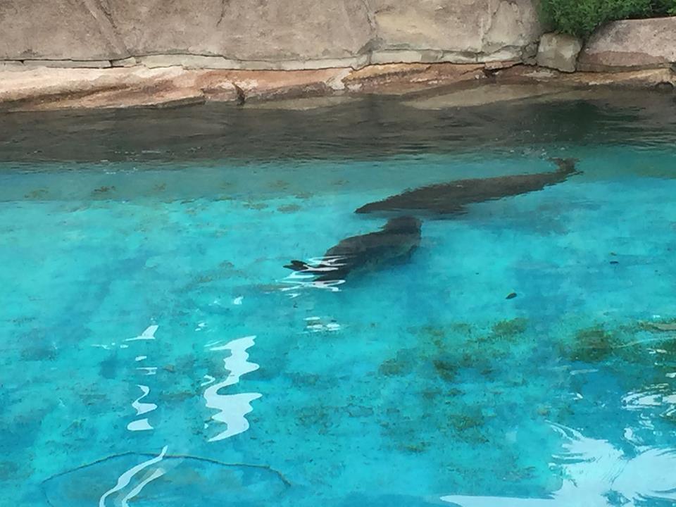 North America- Weak Seal Exhibit