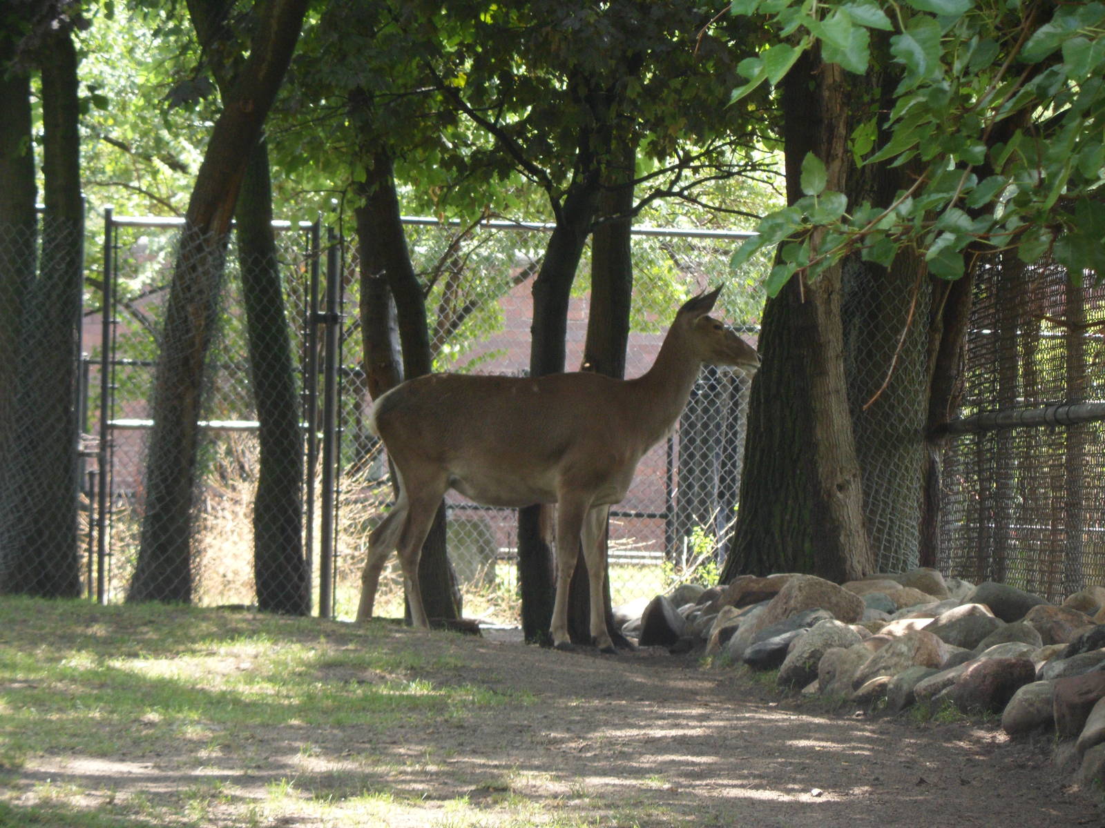 North America White-lipped Deer