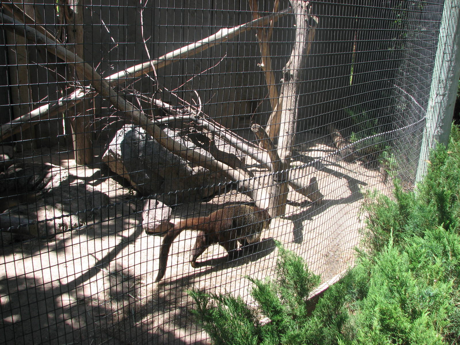 North America - White-nosed Coati
