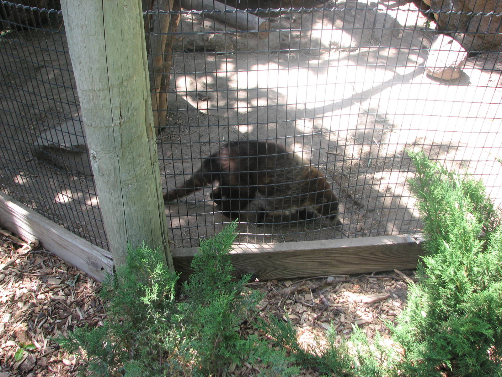 North America - White-nosed Coati