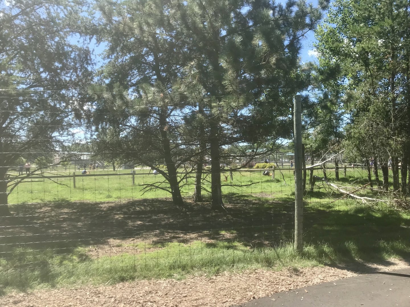 “North America” - White-Tailed Deer Exhibit