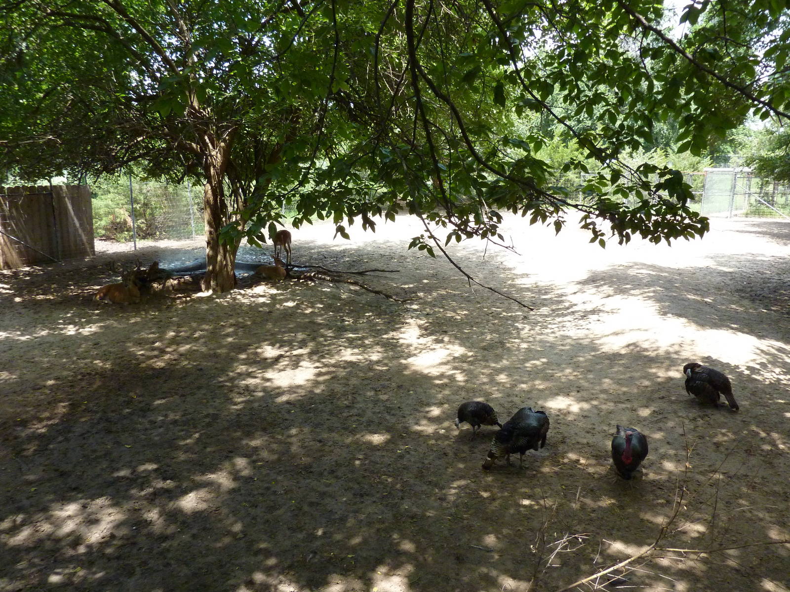 North America - White-Tailed Deer/Wild Turkey Enclosure