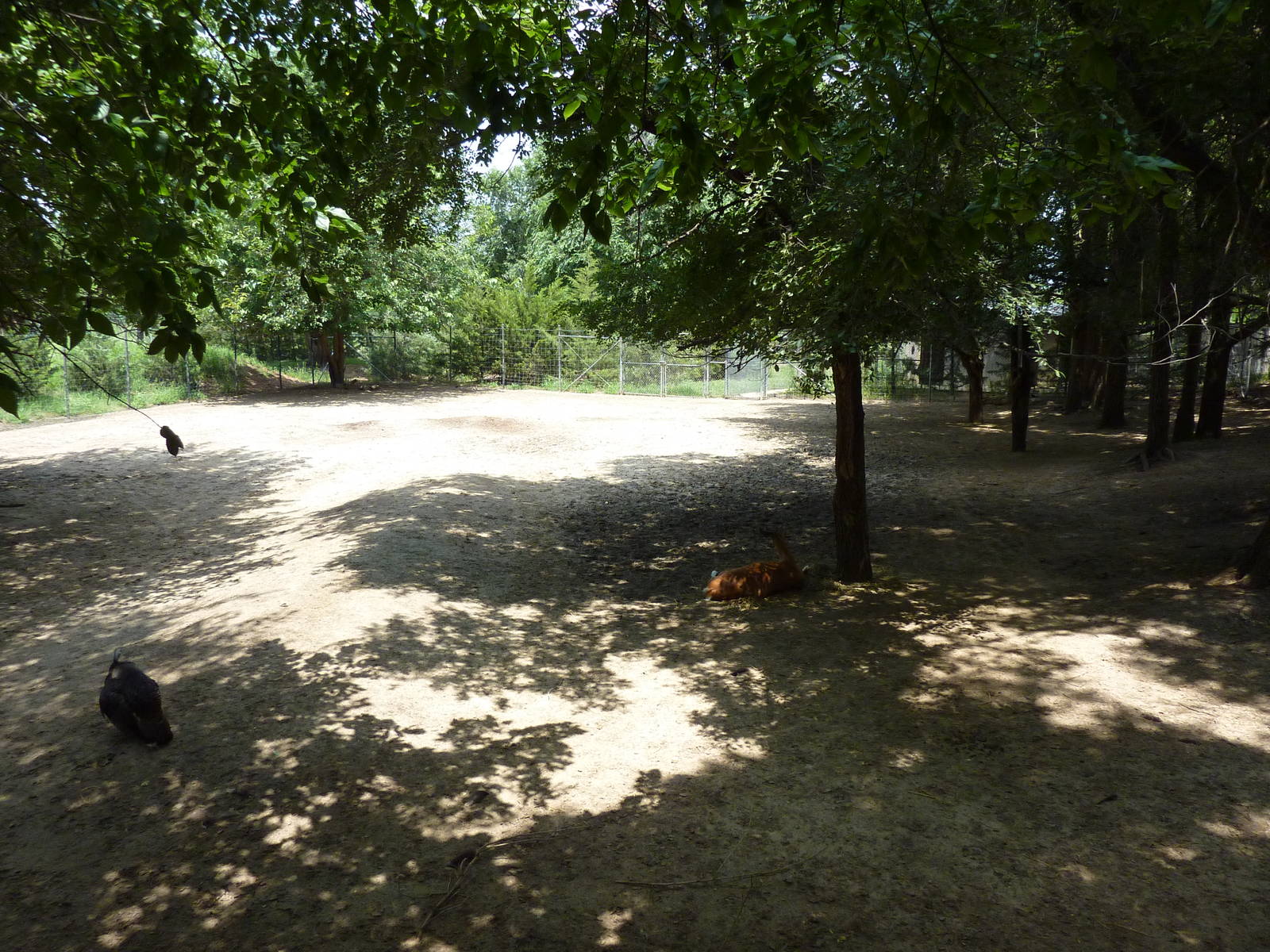 North America - White-Tailed Deer/Wild Turkey Enclosure