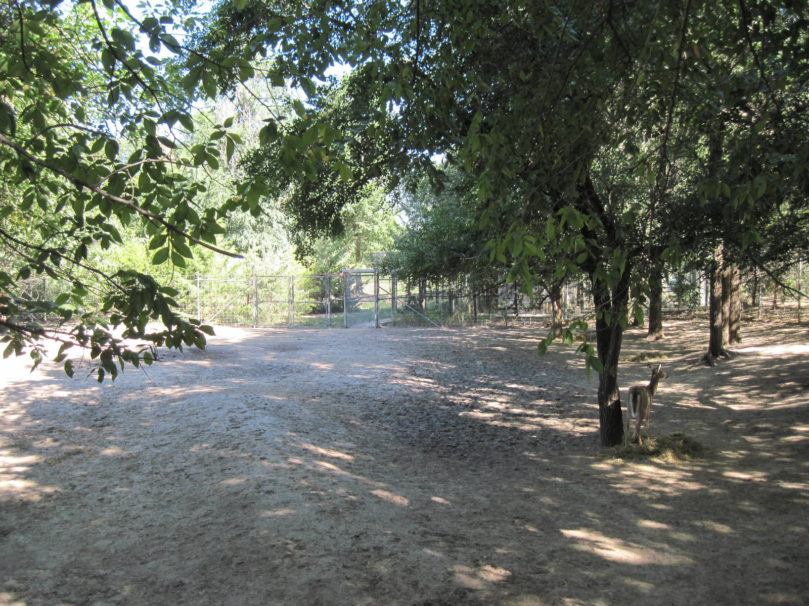 North America-White-tailed Deer/Wild Turkey Exhibit