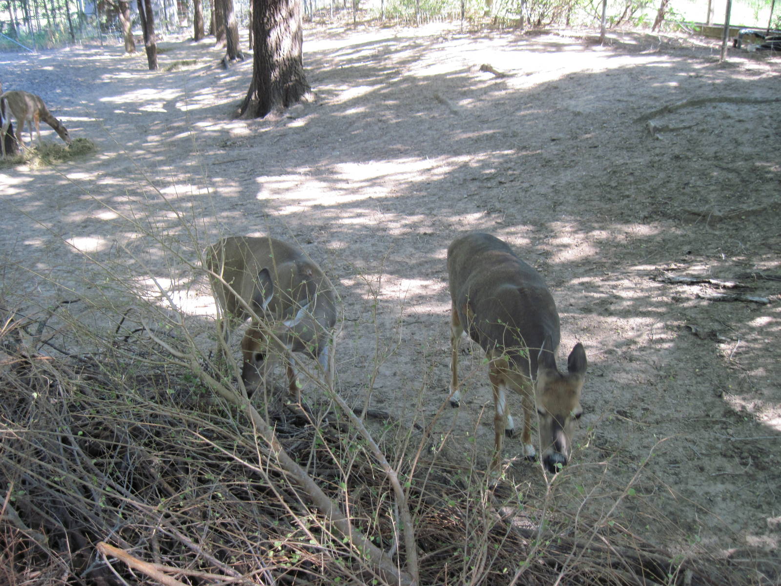 North America-White-tailed Deer