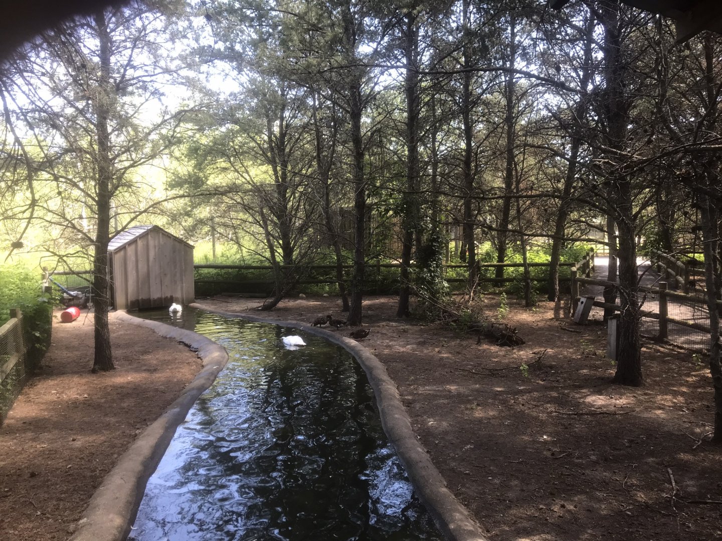 “North America” - Whooper Swan/Domestic Mallard Exhibit