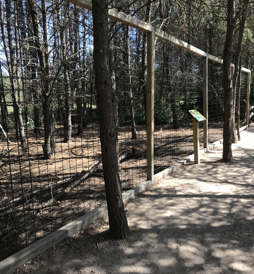 “North America”- wild turkey exhibit