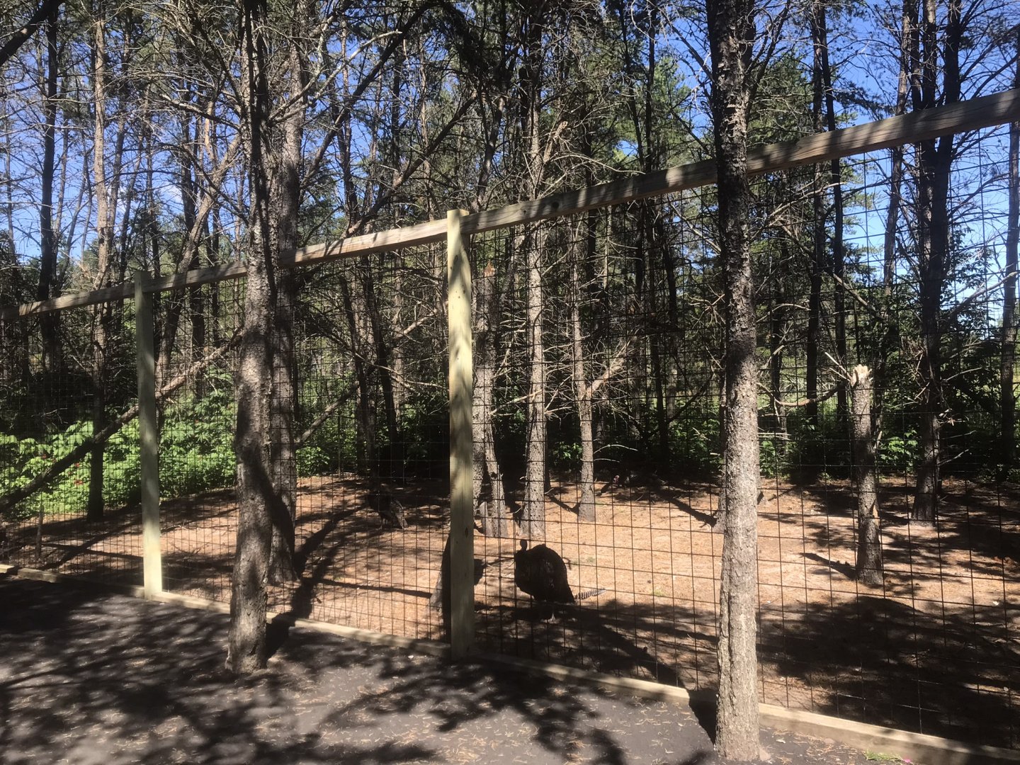 “North America” - Wild Turkey Exhibit