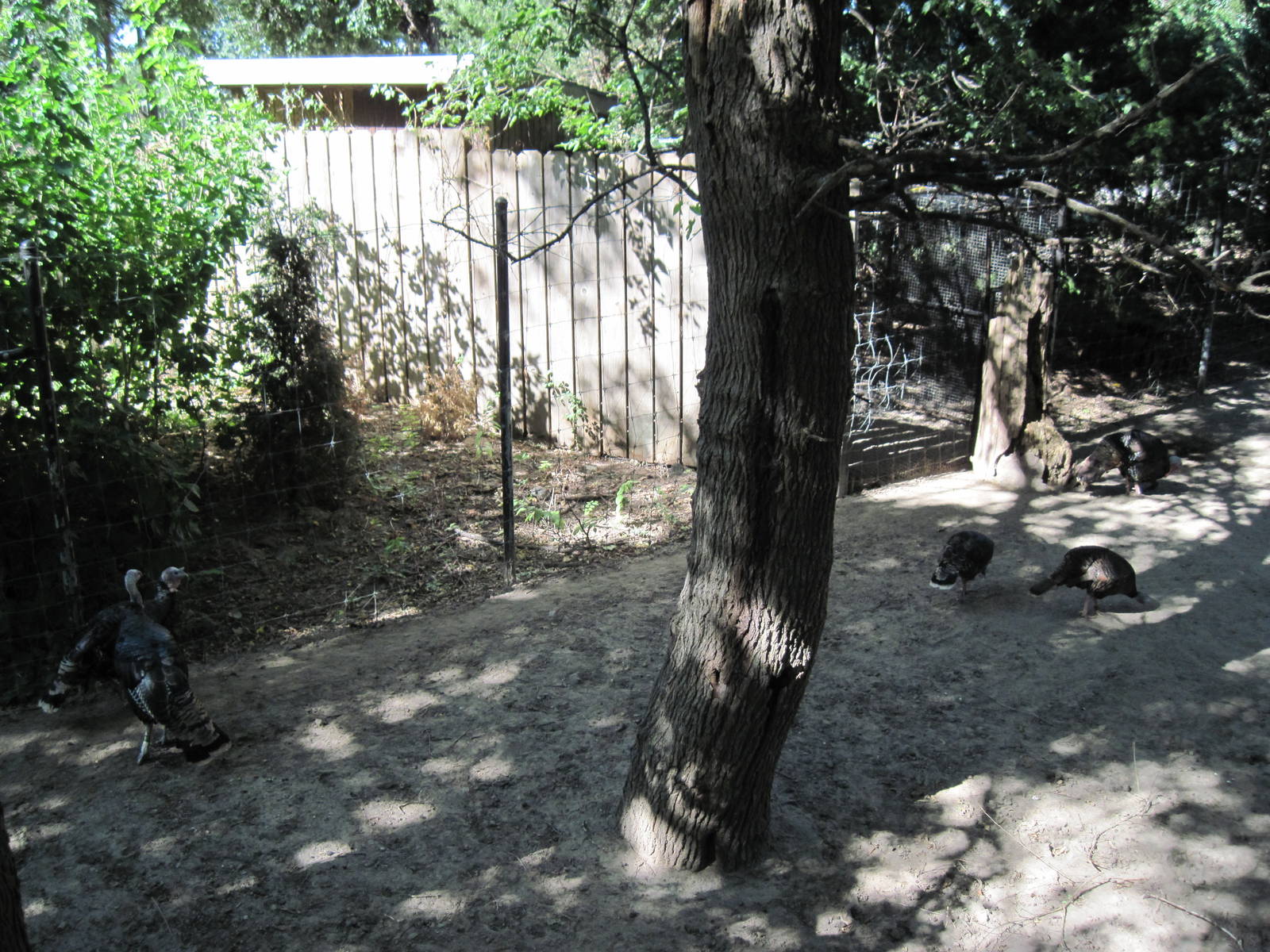 North America-Wild Turkeys