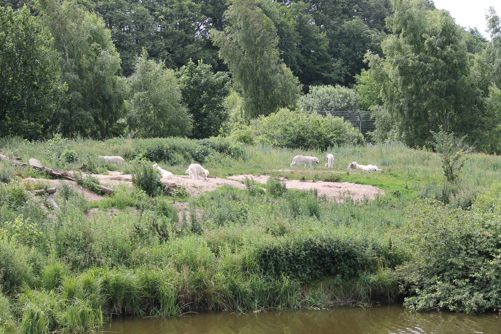 North-America - Wolf enclosure