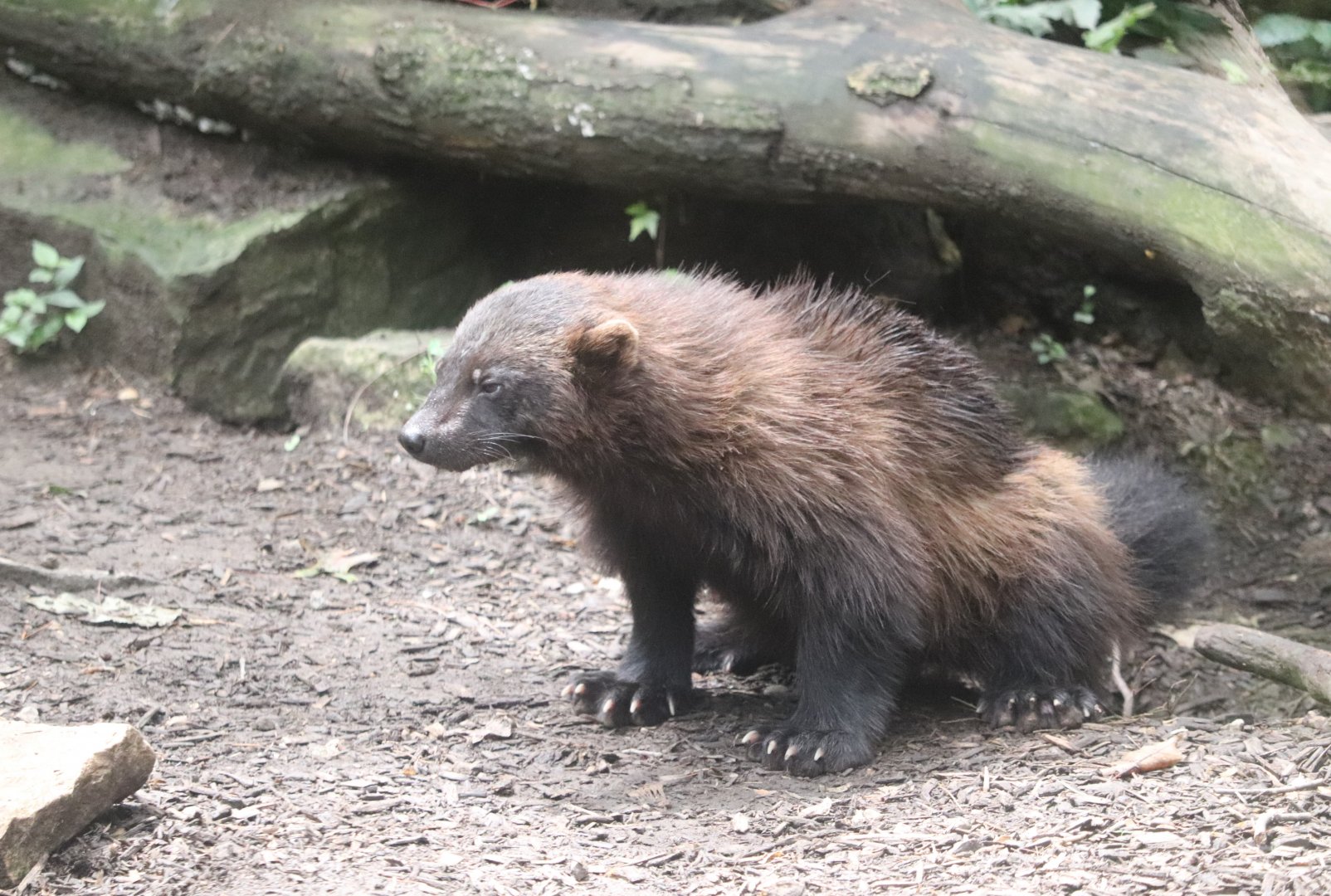 North America - Wolverine