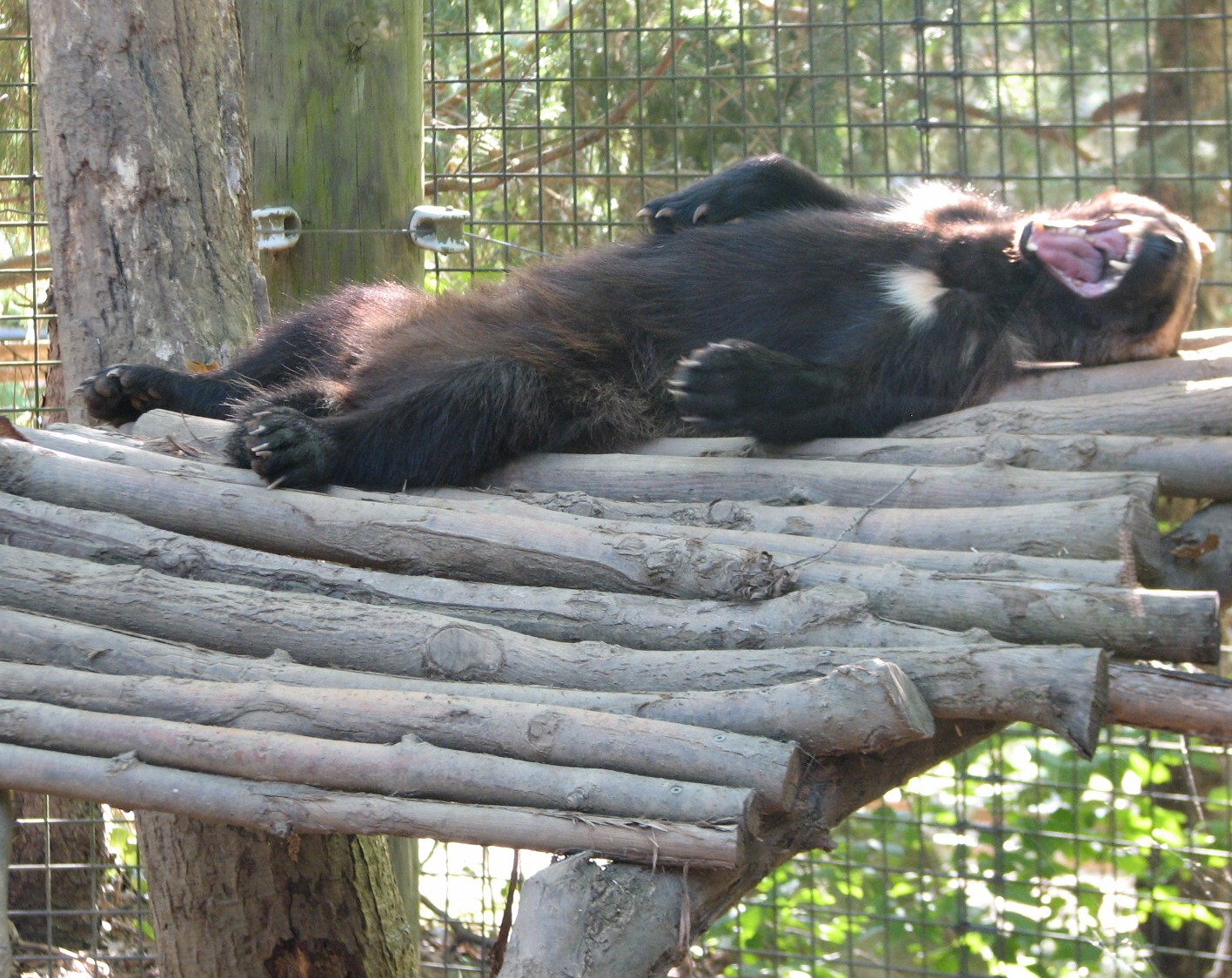 North America - Wolverine