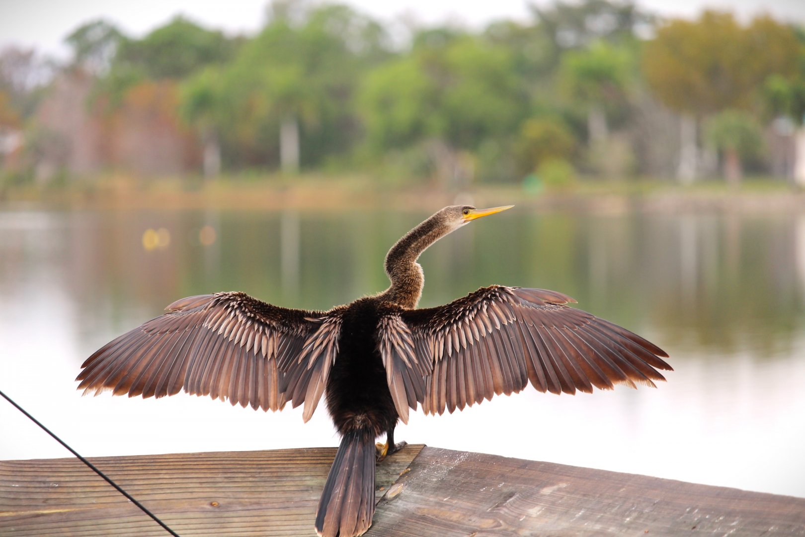North American Anhinga