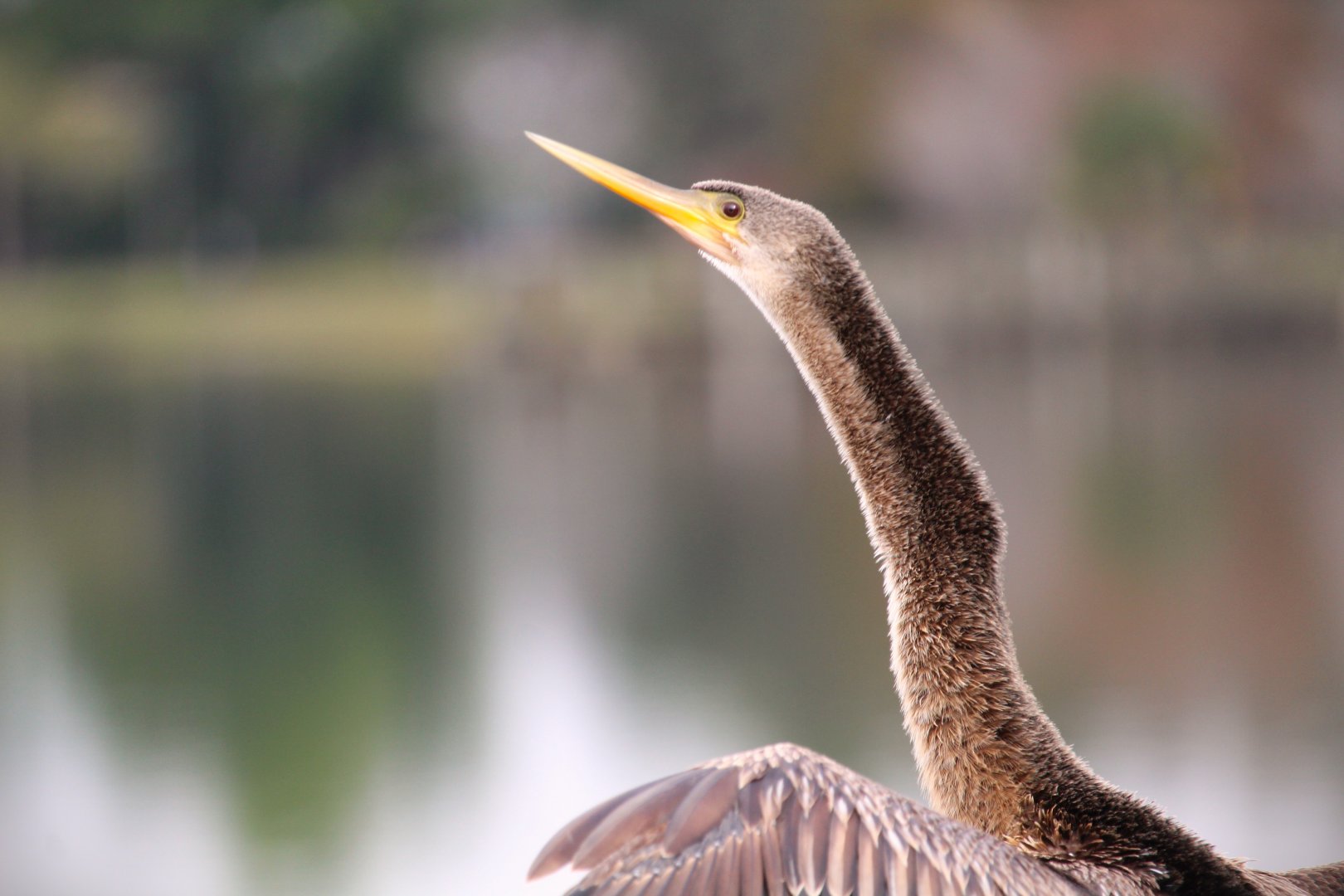 North American Anhinga