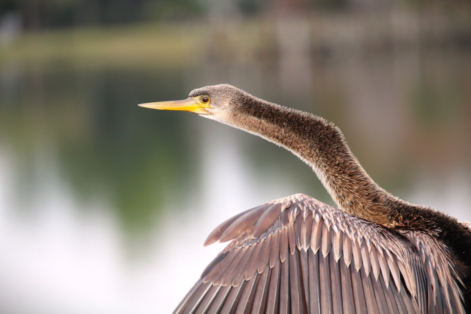 North American Anhinga