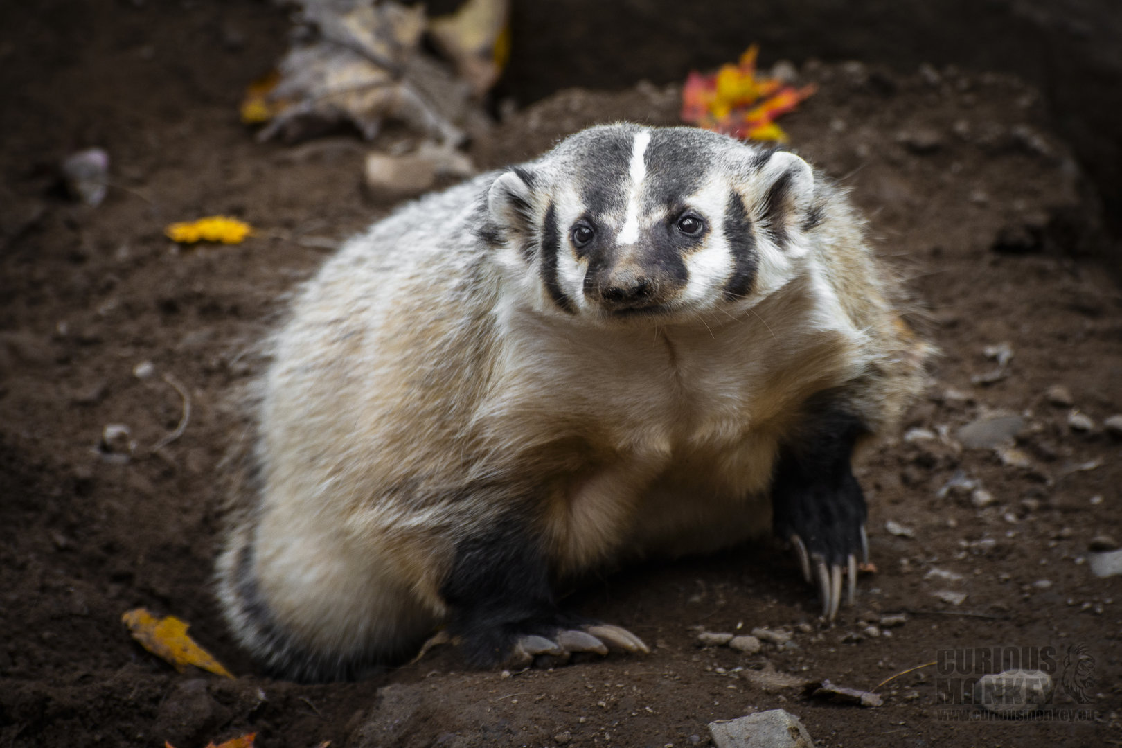 North American Badger (taxidea taxus) 10/19