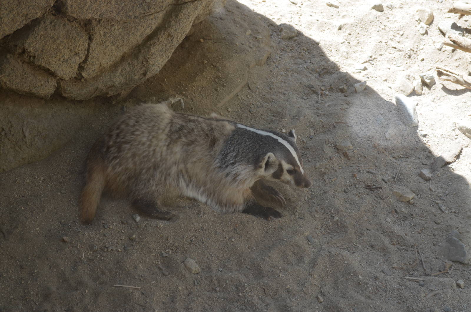 North American Badger