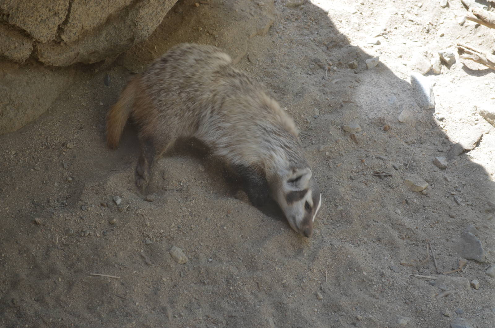 North American Badger
