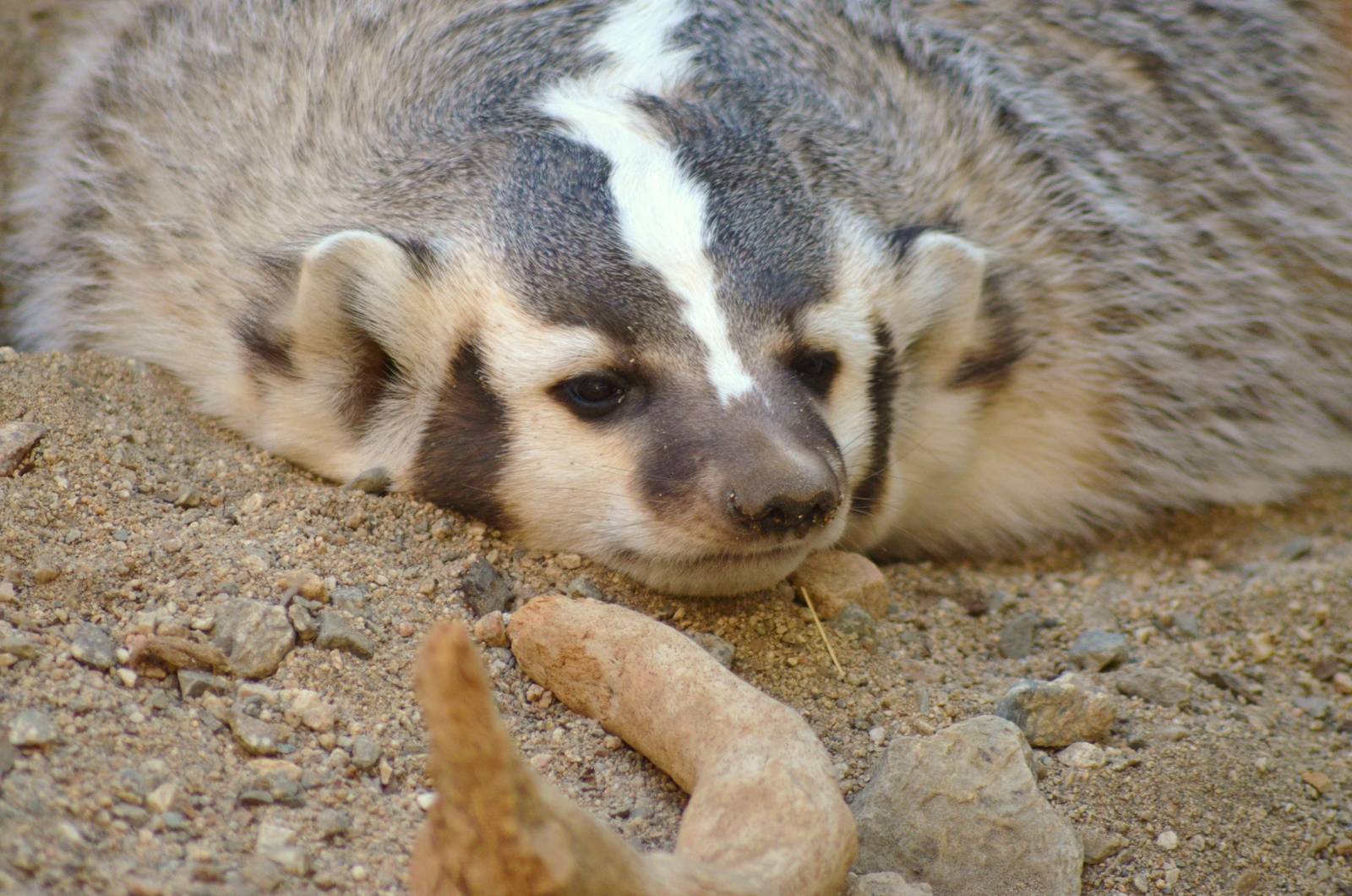 North American Badger