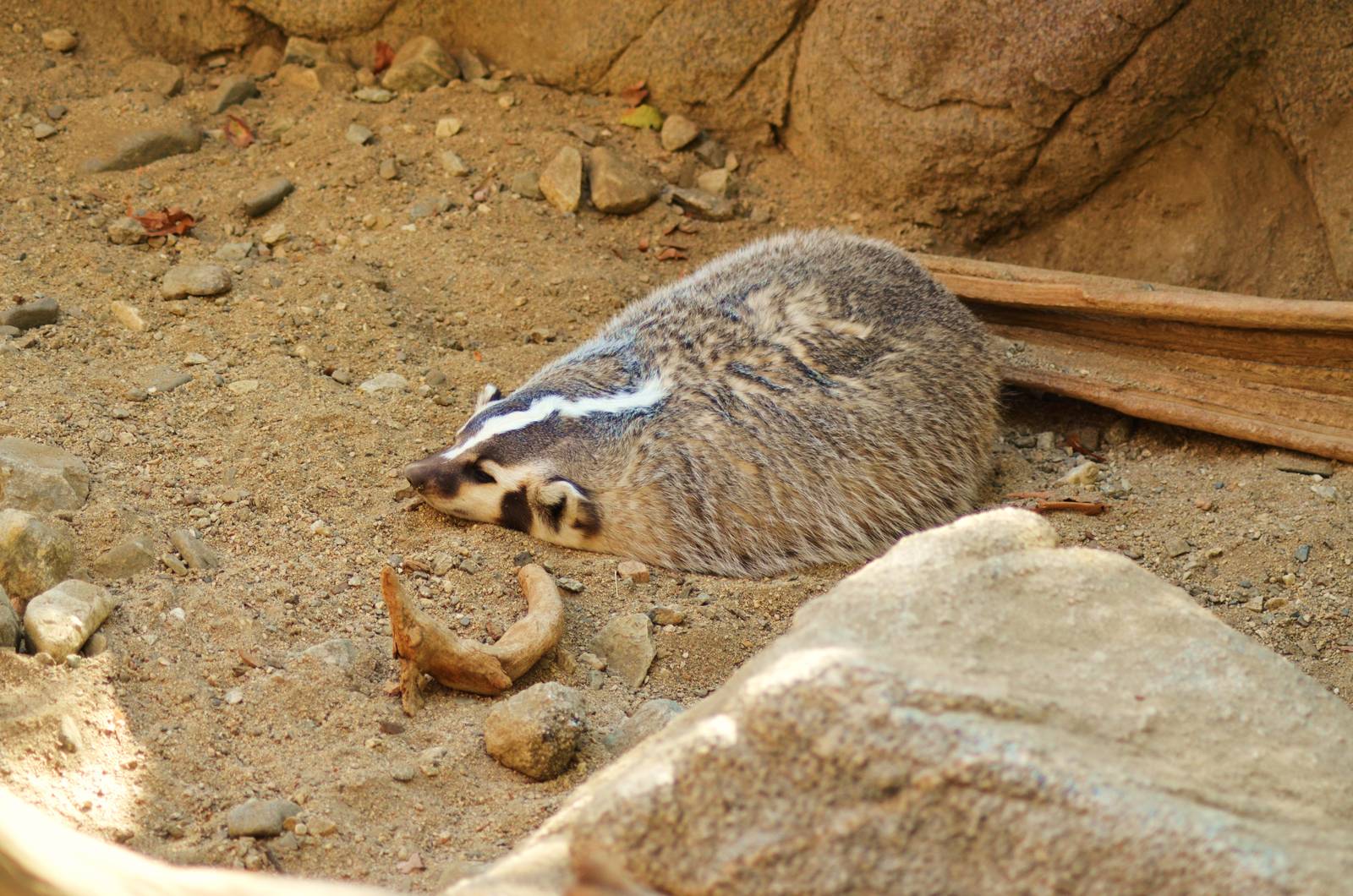 North American Badger