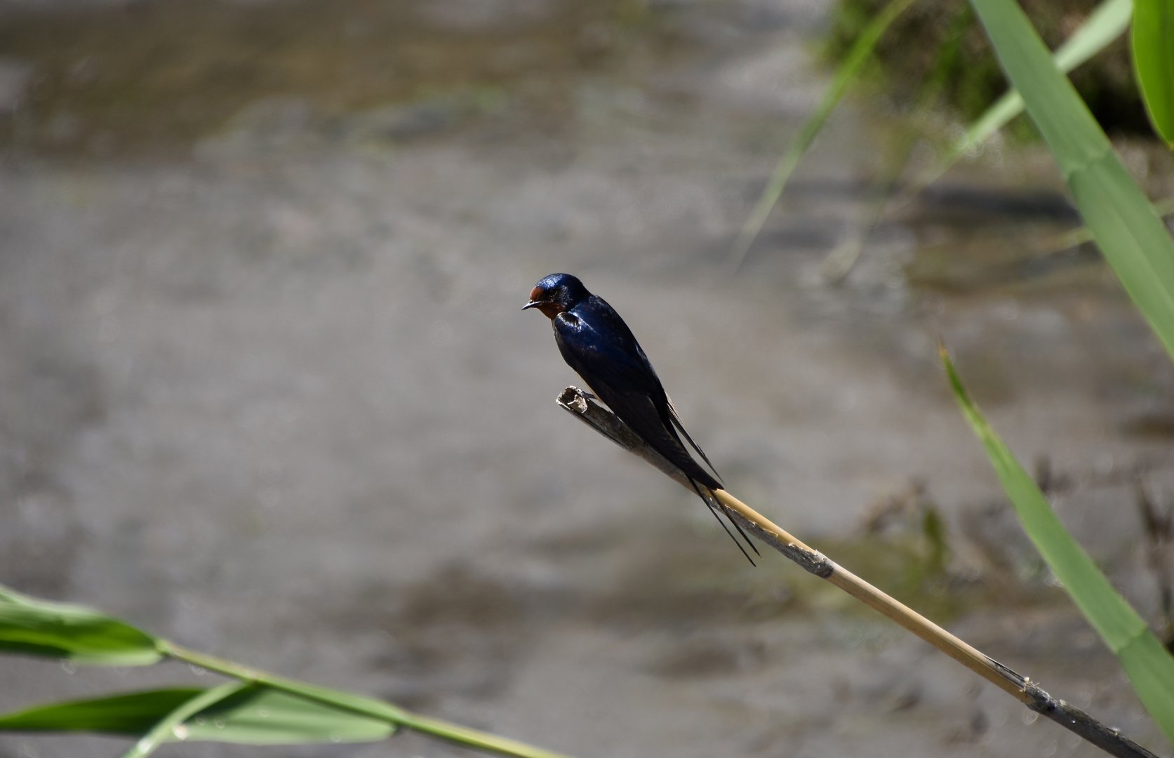 North American Barn Swallow (Hirundo rustica)