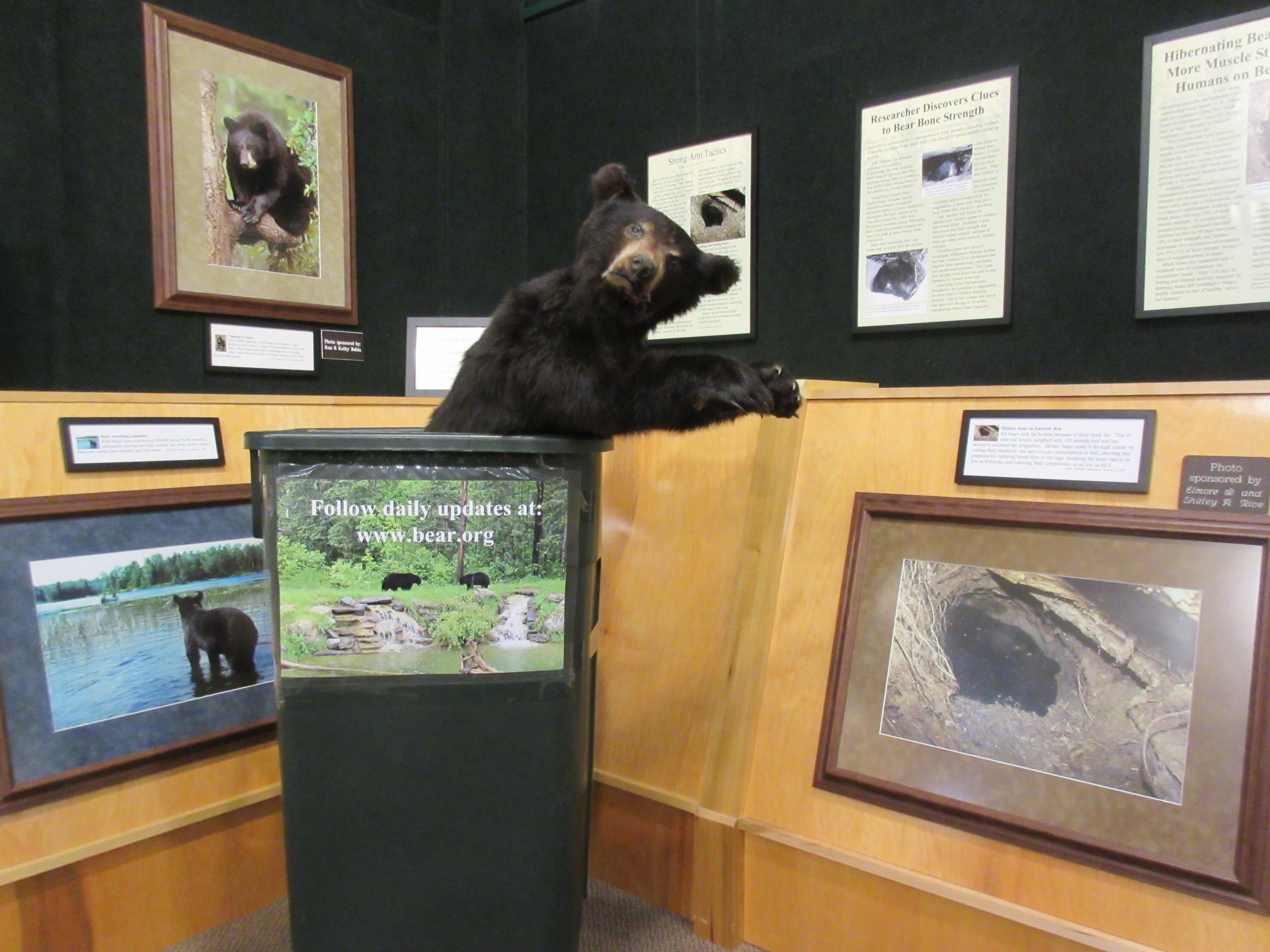 North American Bear Center - Garbage Can Bear!