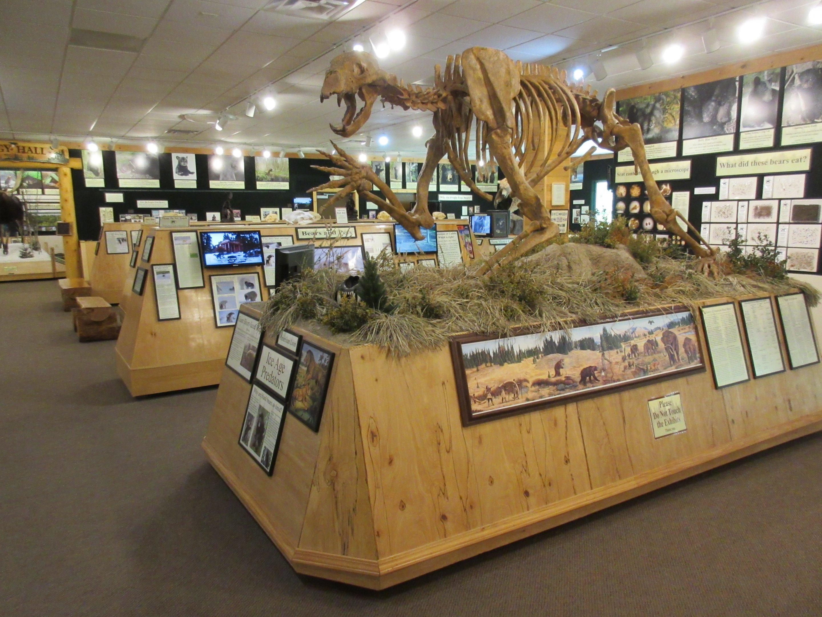 North American Bear Center - Giant Short-faced Bear