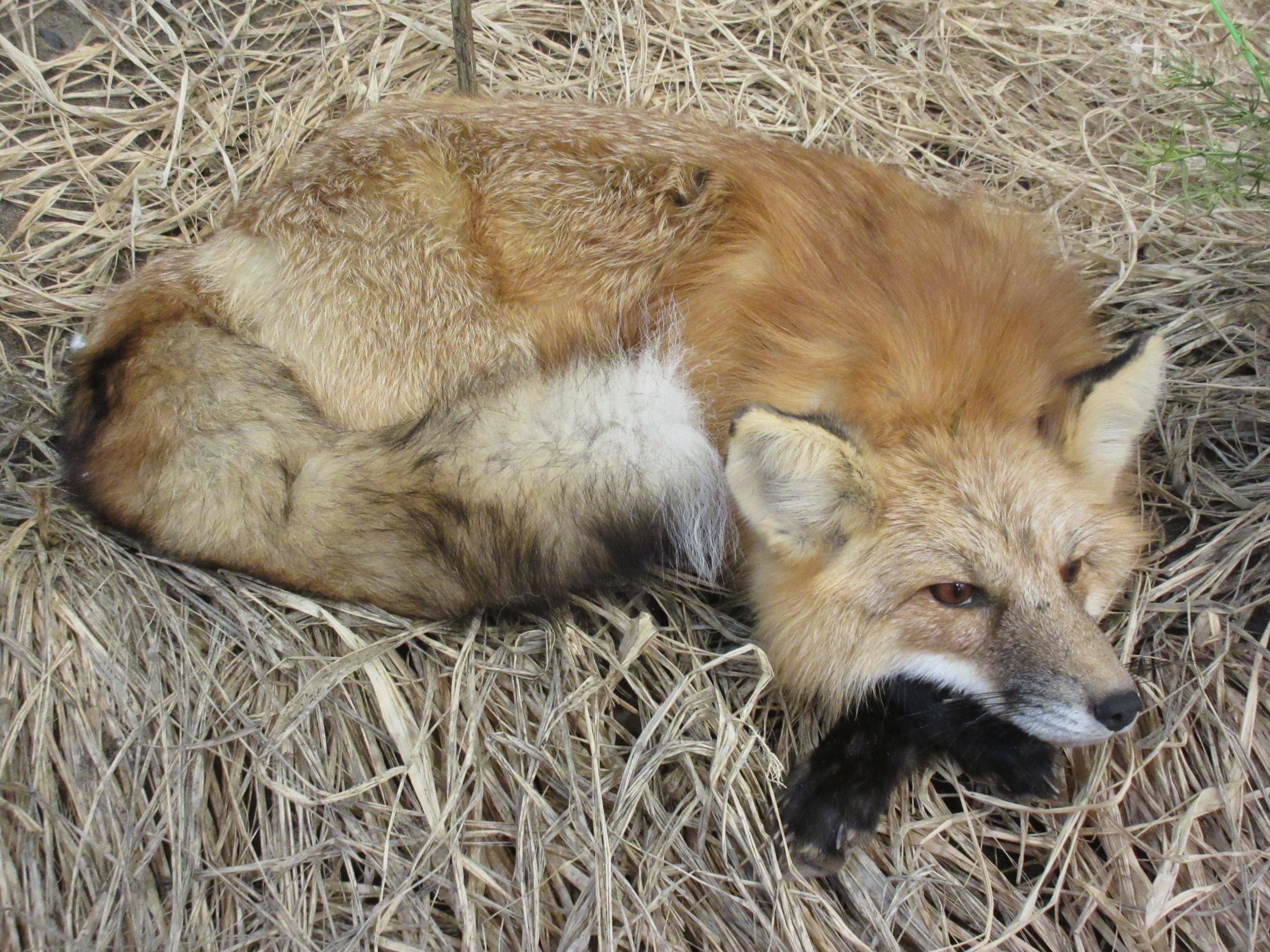 North American Bear Center - Outstanding Taxidermy Specimen
