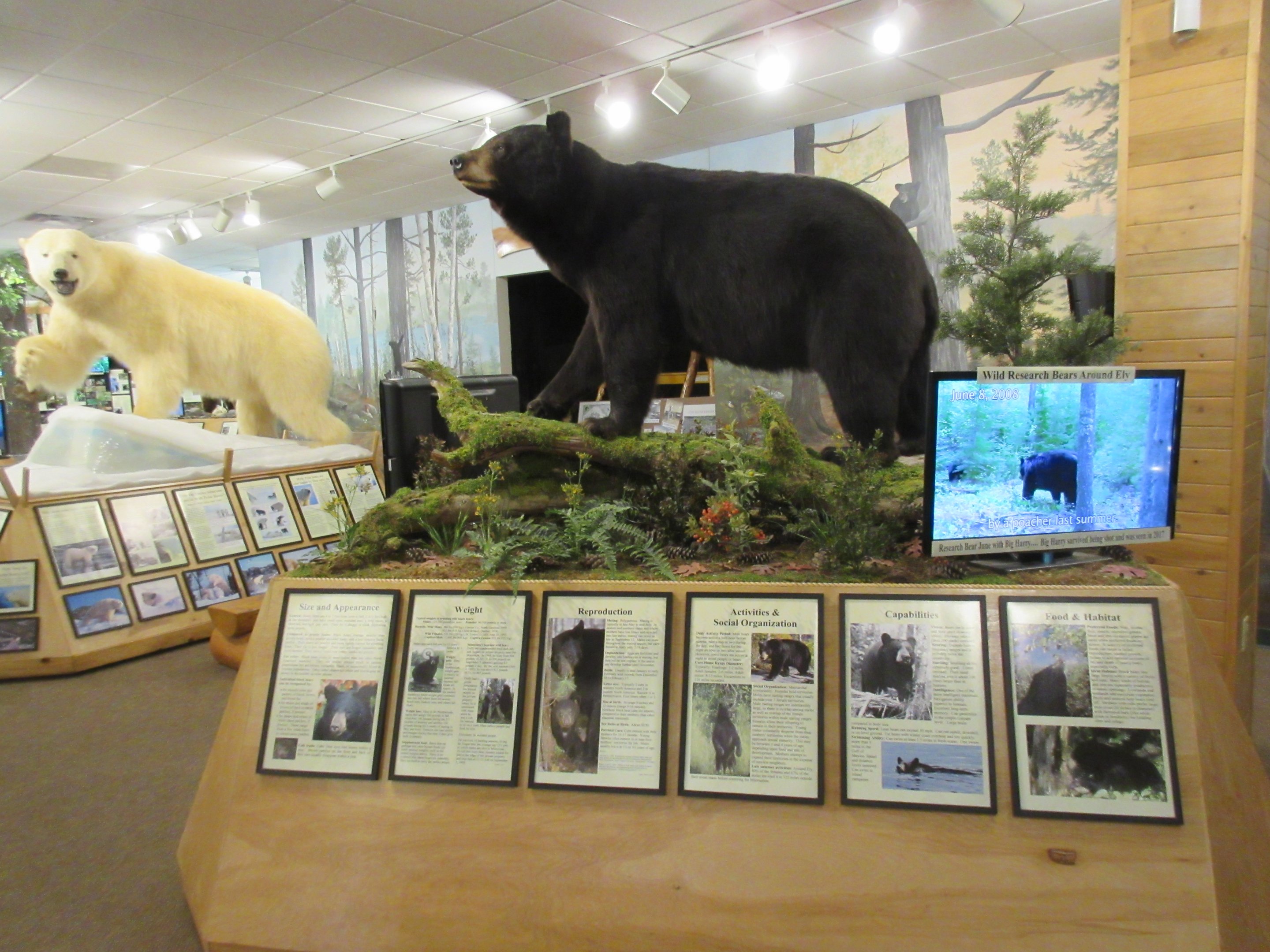 North American Bear Center