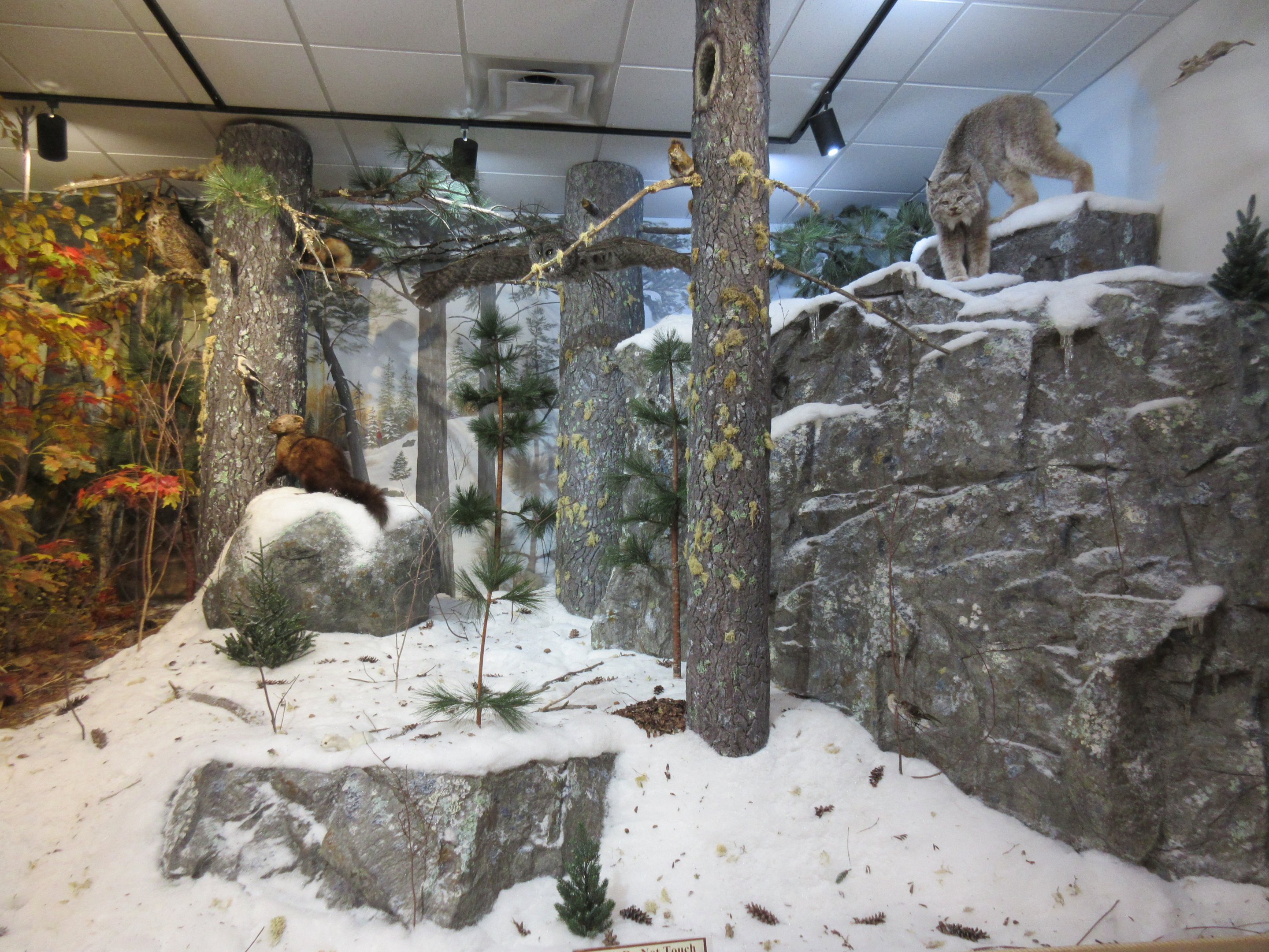 North American Bear Center