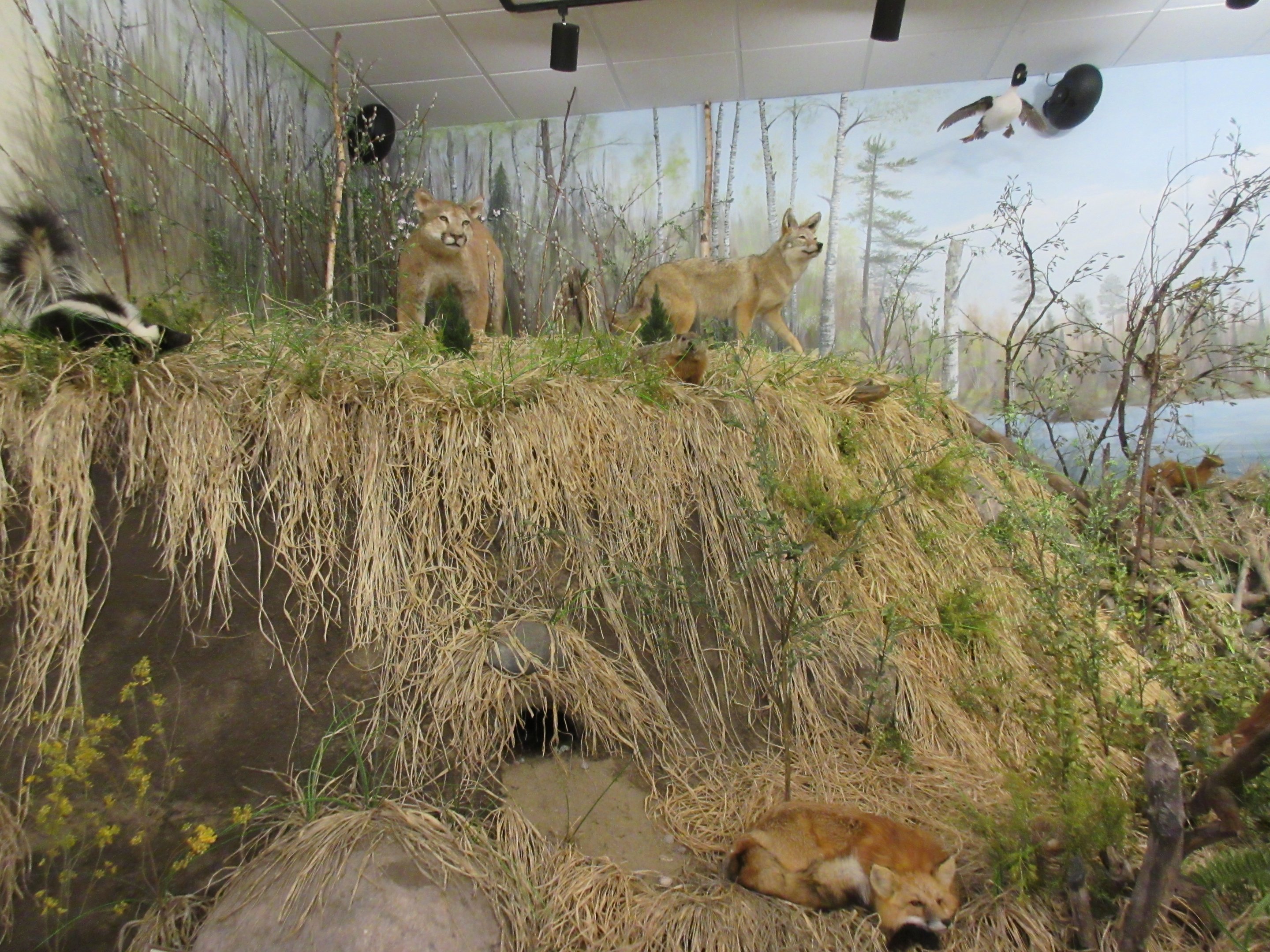 North American Bear Center