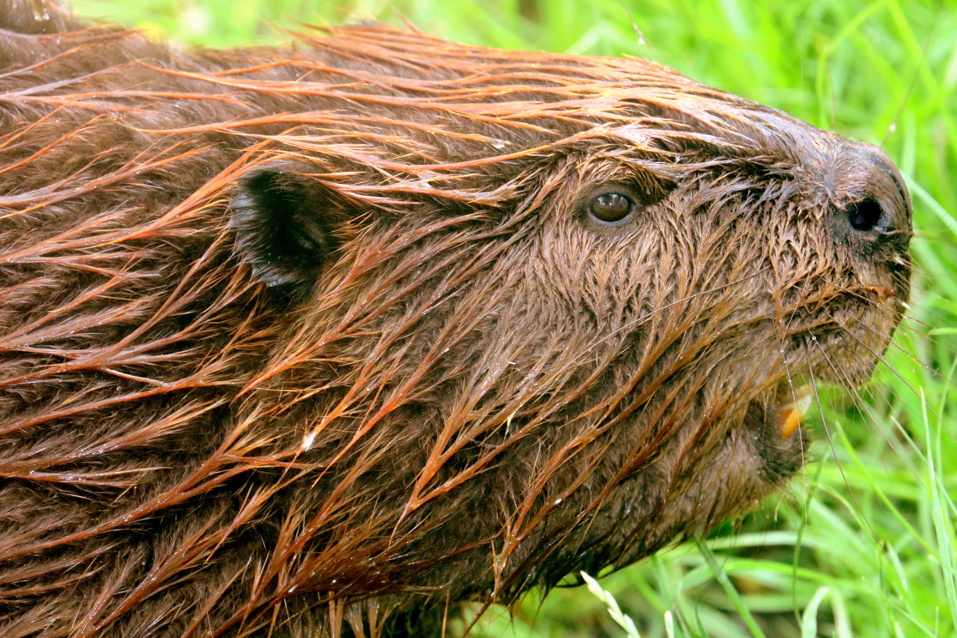 North American beaver; All Things Wild; 5th June 2019