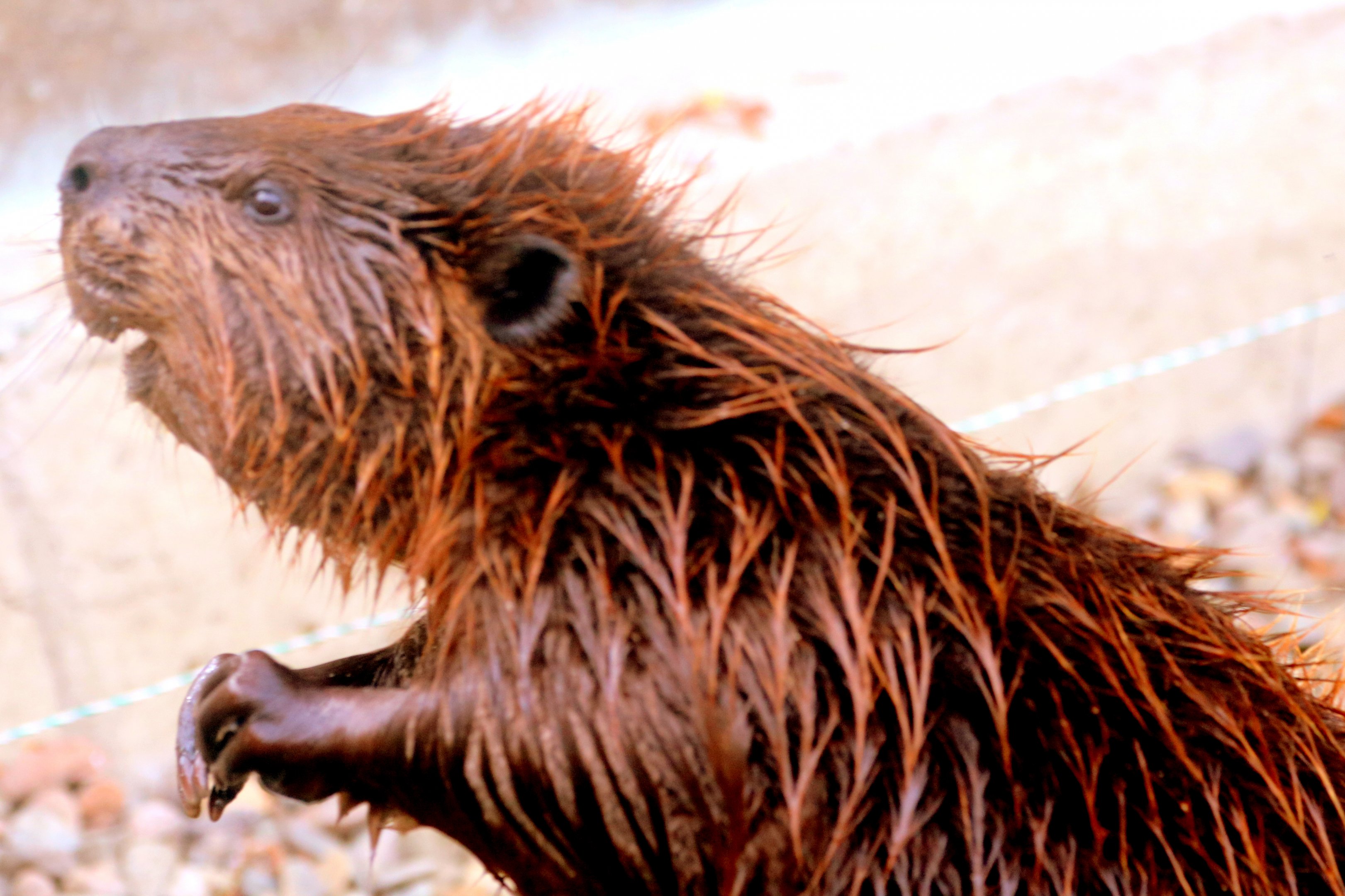 North American beaver; All Things Wild; 5th June 2019