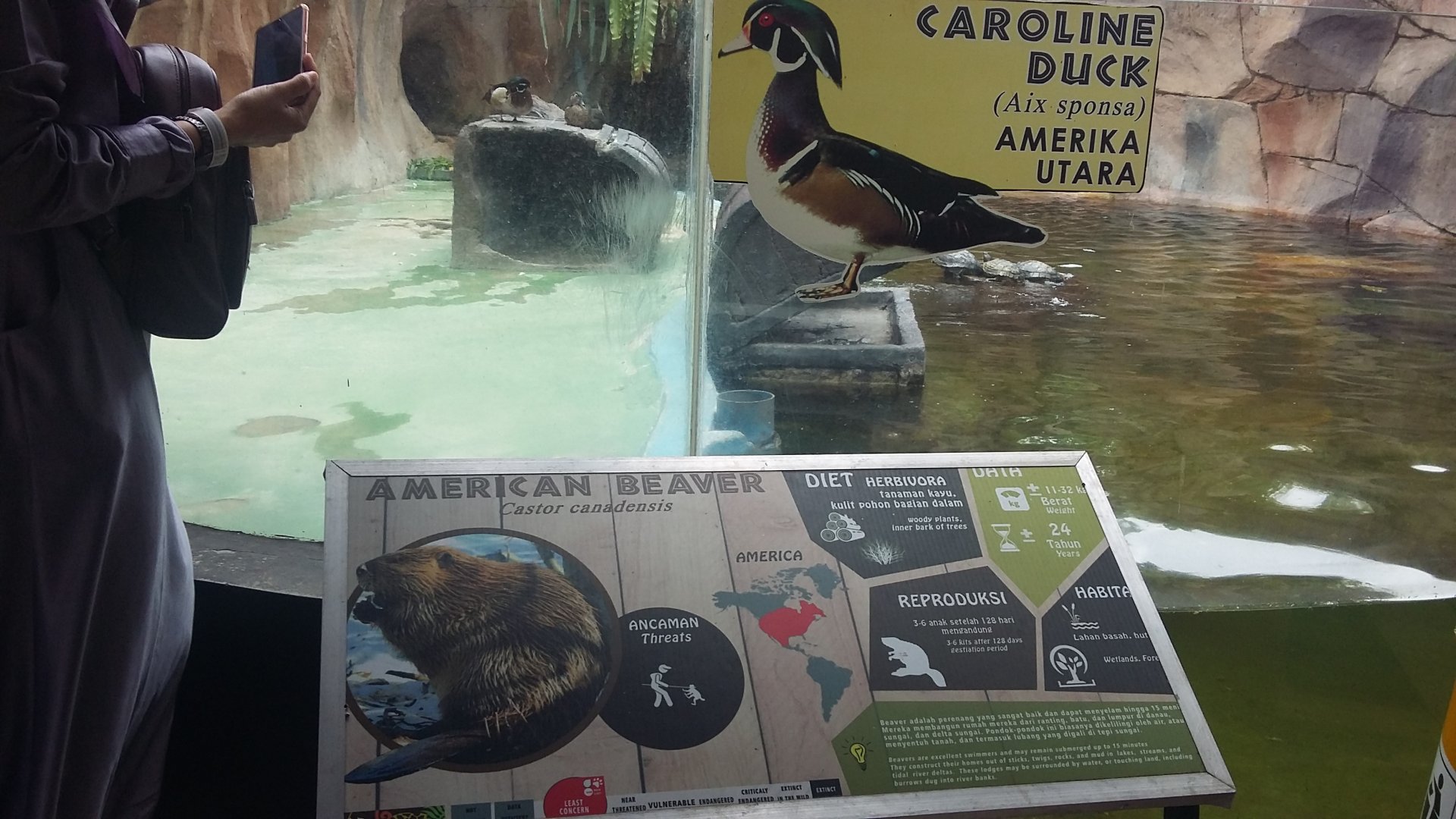 North American beaver and wood duck information panel