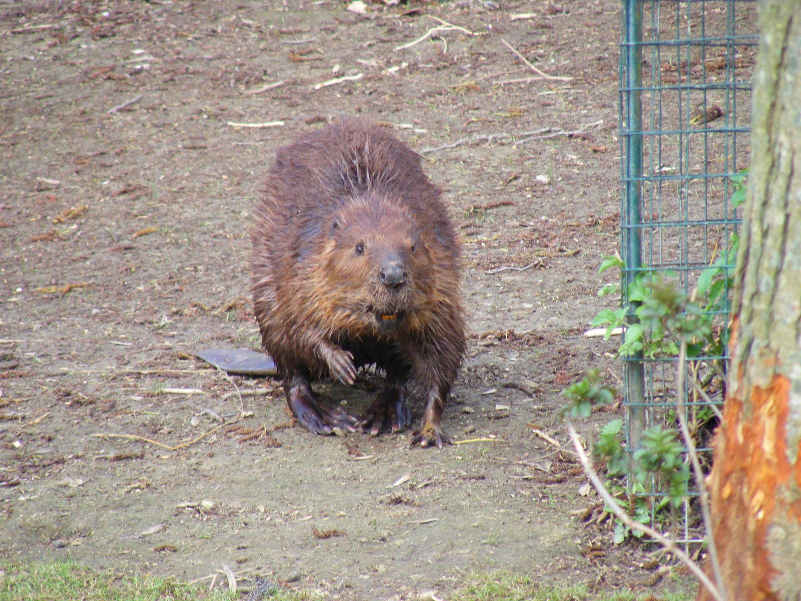North American beaver at Drusillas Park, 20 March 2011