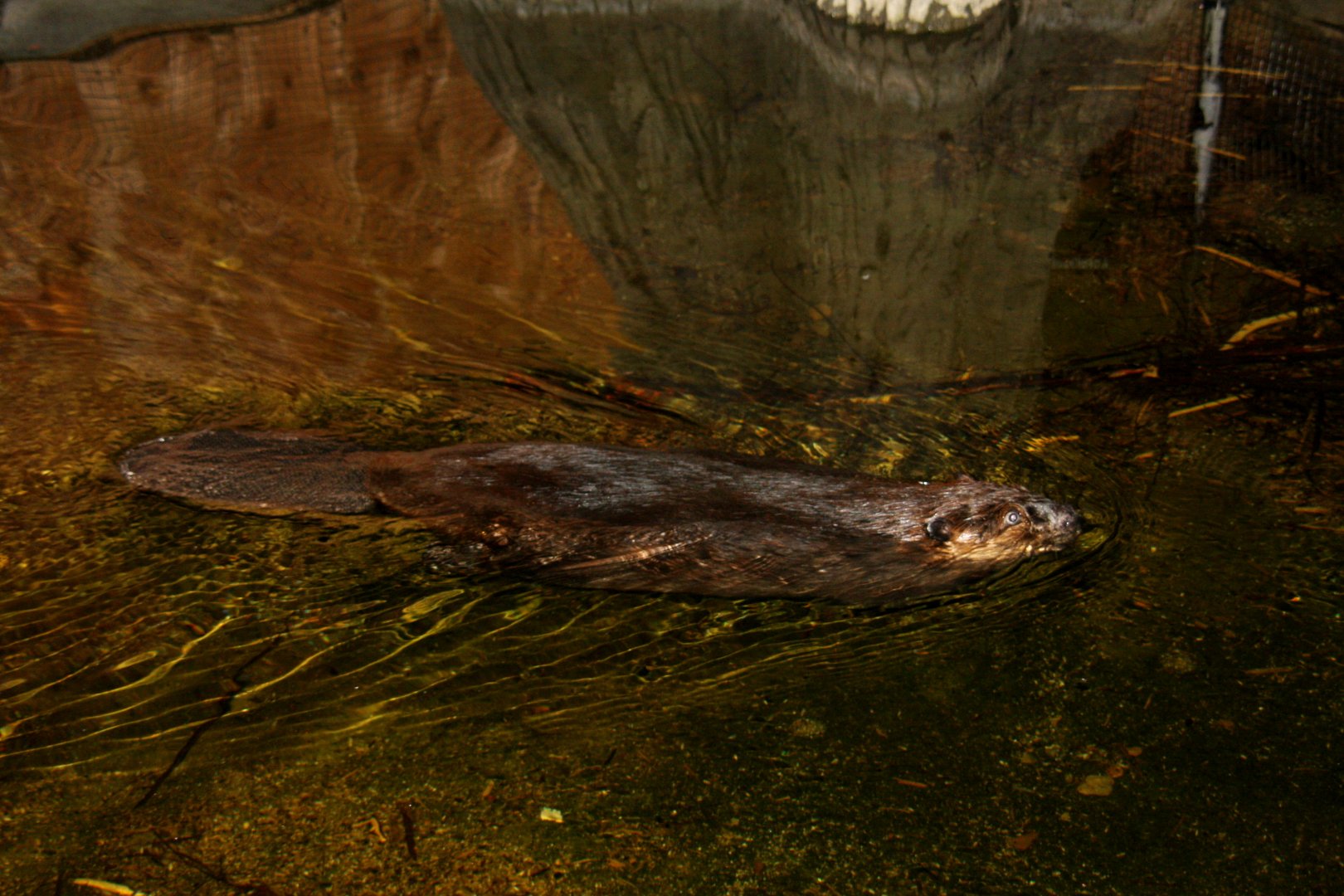 North American beaver (Castor canadensis) 2010
