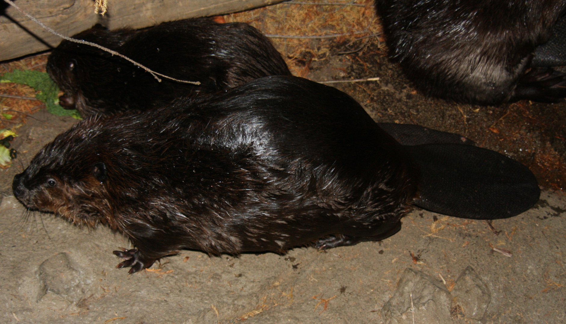 North American beaver (Castor canadensis) 2010
